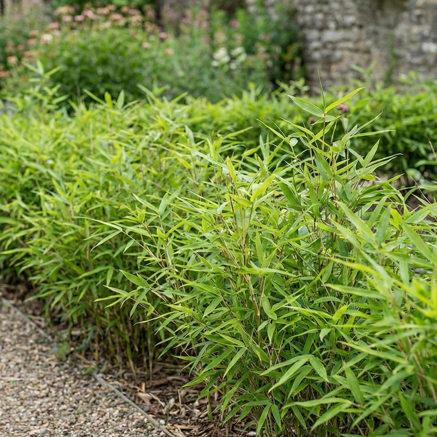 Bodendecker-Bambus 'Distichus'