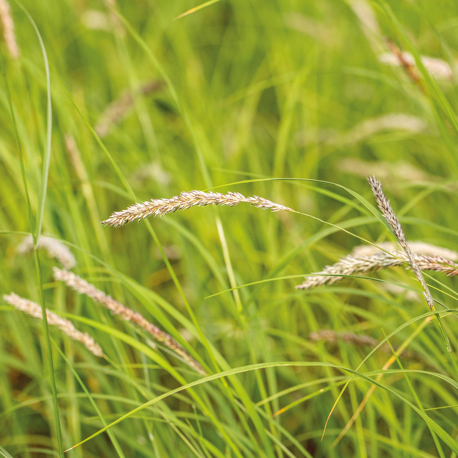 Herbst-Kopfgras / Herbst-Blaugras Lieferform: Im 9 cm Topf