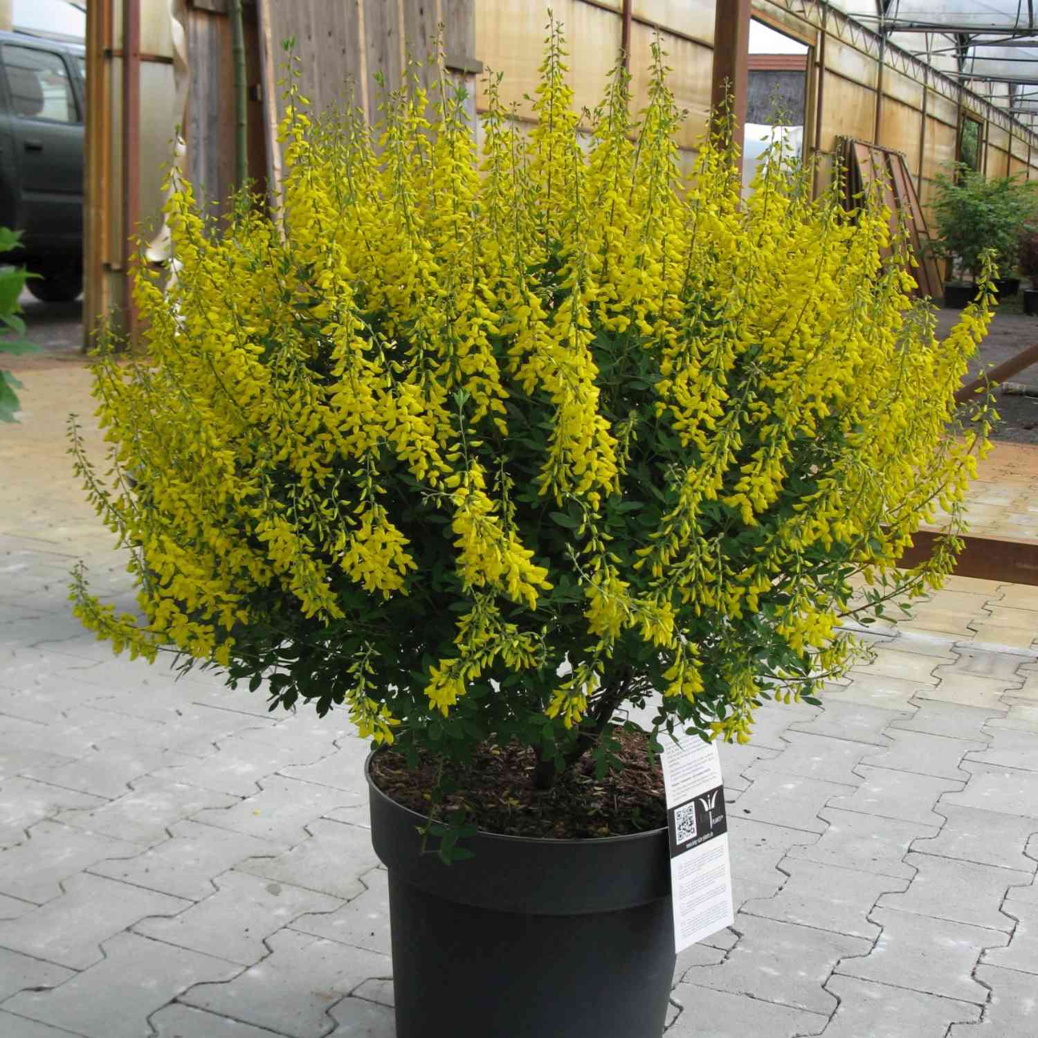 Schwarzer Ginster 'Cyni' (herbstblühend)