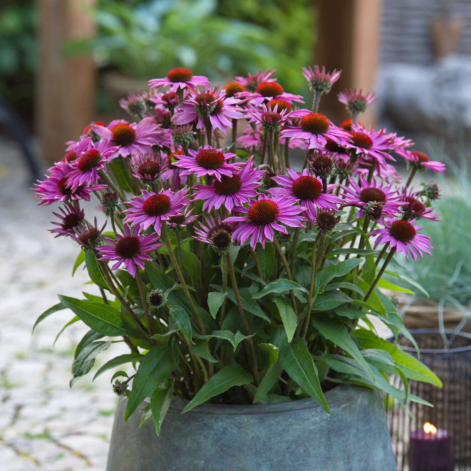 Kategorie <b>Stauden </b> - Scheinsonnenhut 'SunMagic Vintage Pink®' Lieferform: Im 2 Liter Topf - Echinacea purpurea