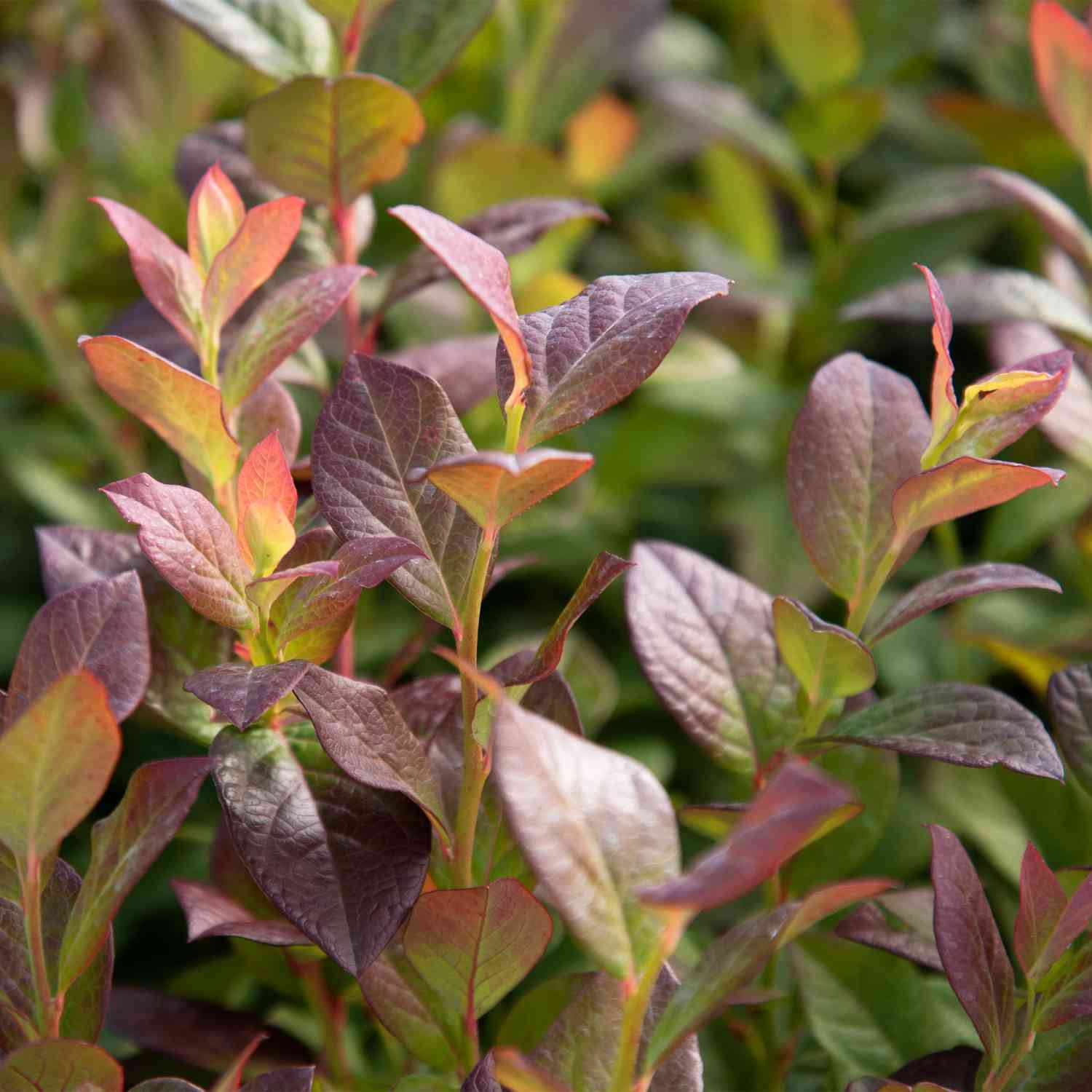 Heidelbeere 'Pink Lemonade®' Heidelbeere 'Pink Lemonade®'