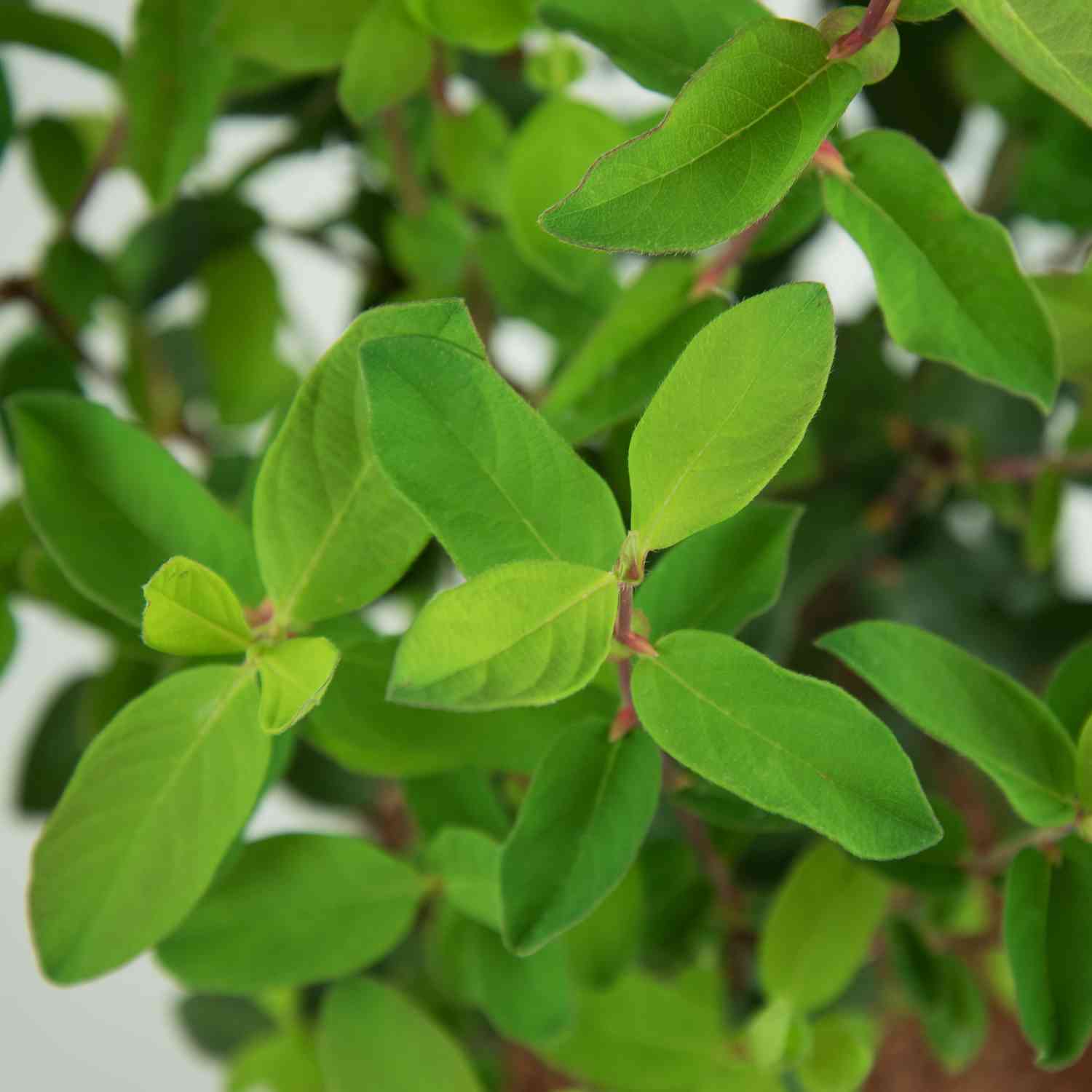Sibirische Blaubeere 'MyBerry® Sweet' - Honigbeere