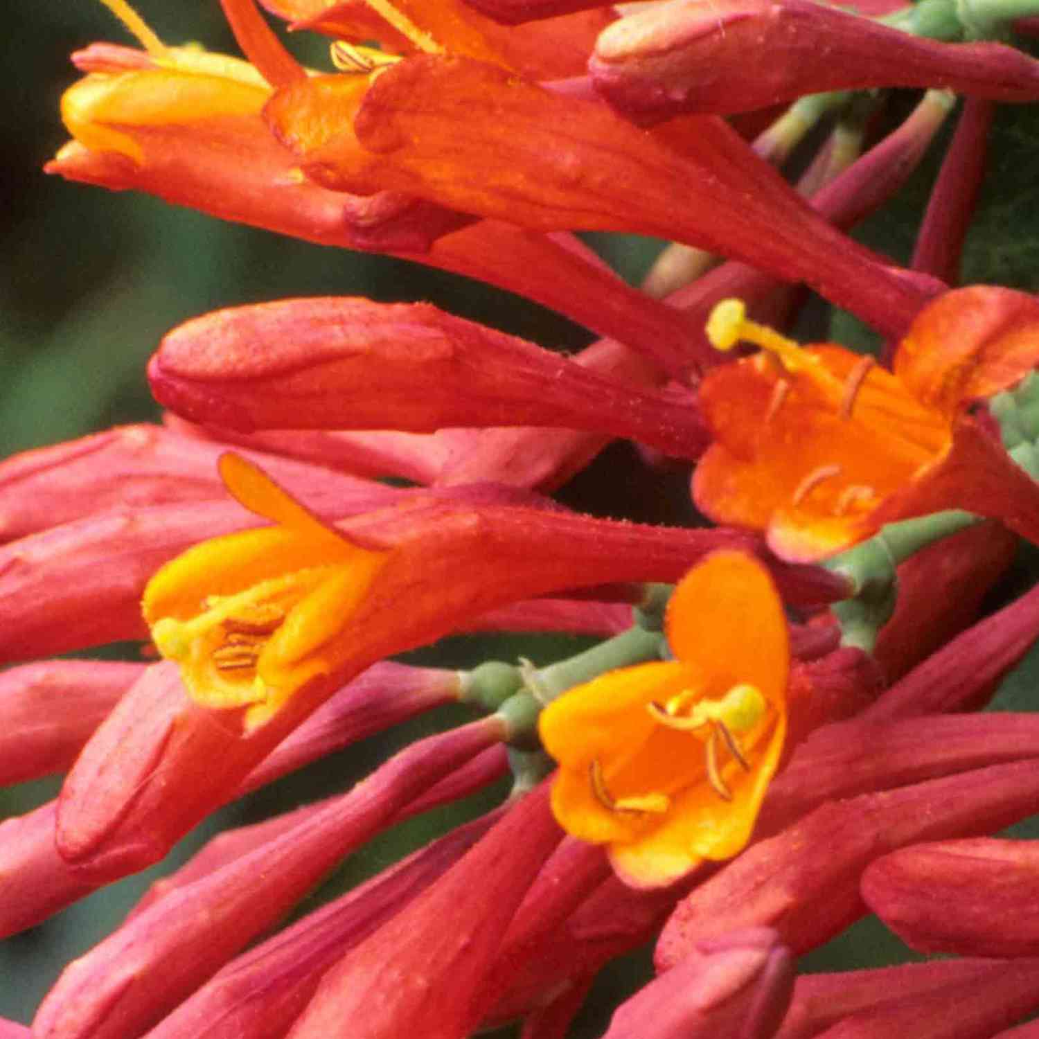Fuchsienblütige Geißschlinge 'Dropmore Scarlet'