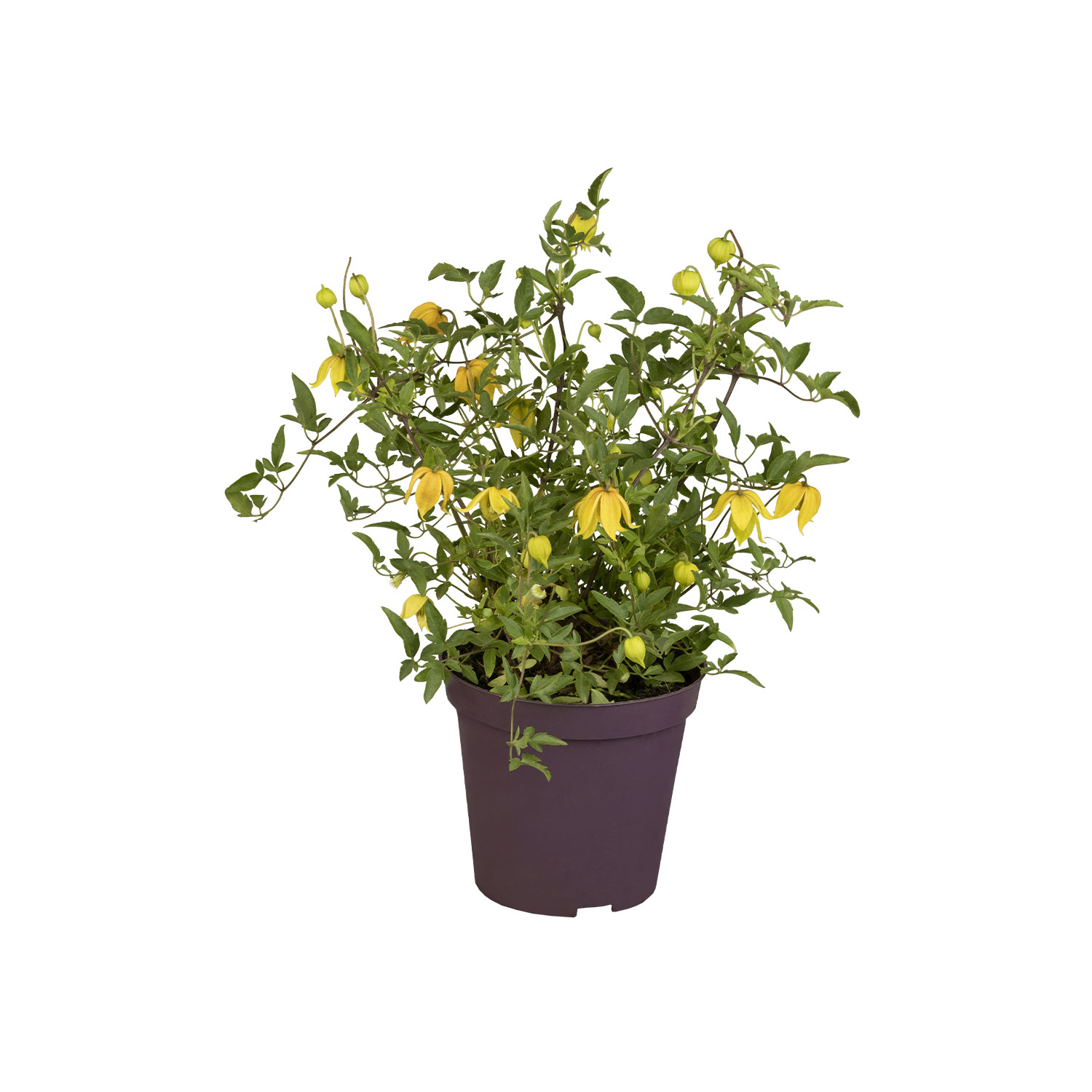 Kategorie <b>Clematis </b> - Gold-Waldrebe Lieferform: Im 2 Liter Topf - Clematis tangutica