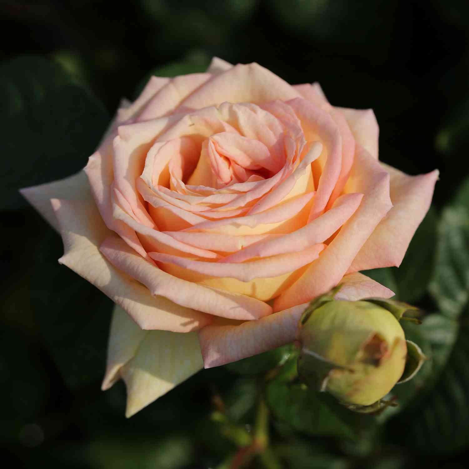Edelrose 'Madame Anisette'