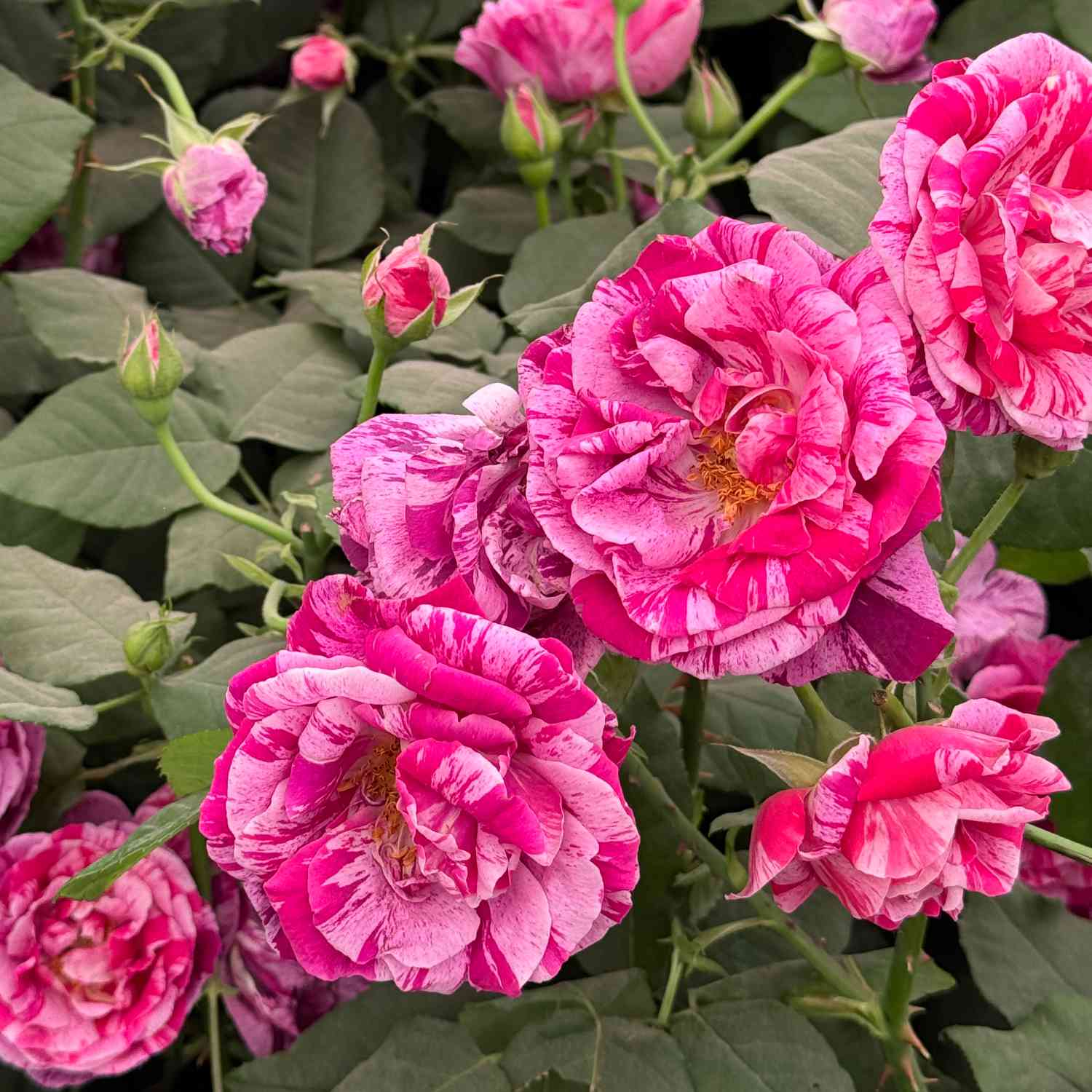 Historische Rose 'Ferdinand Pichard' Historische Rose 'Ferdinand Pichard'