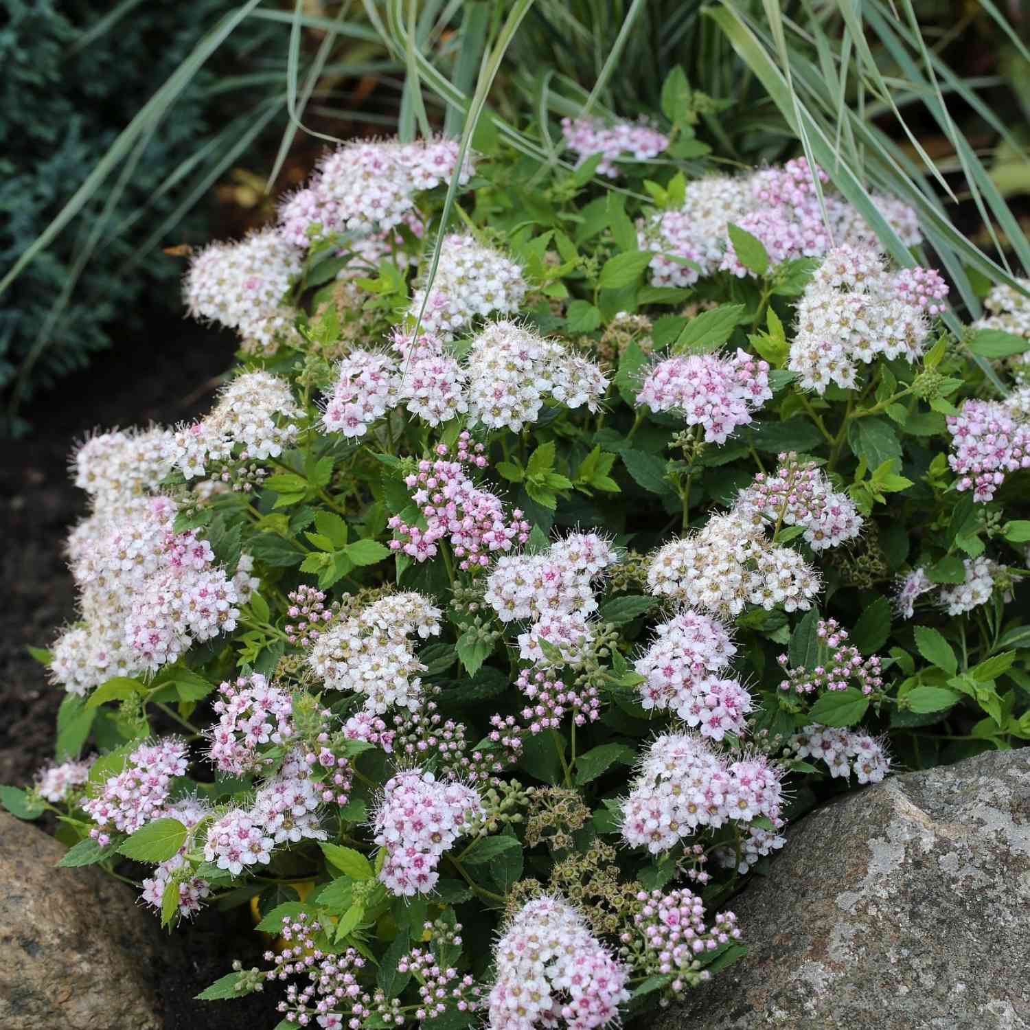 Zwerg-Spiere 'Little Princess'