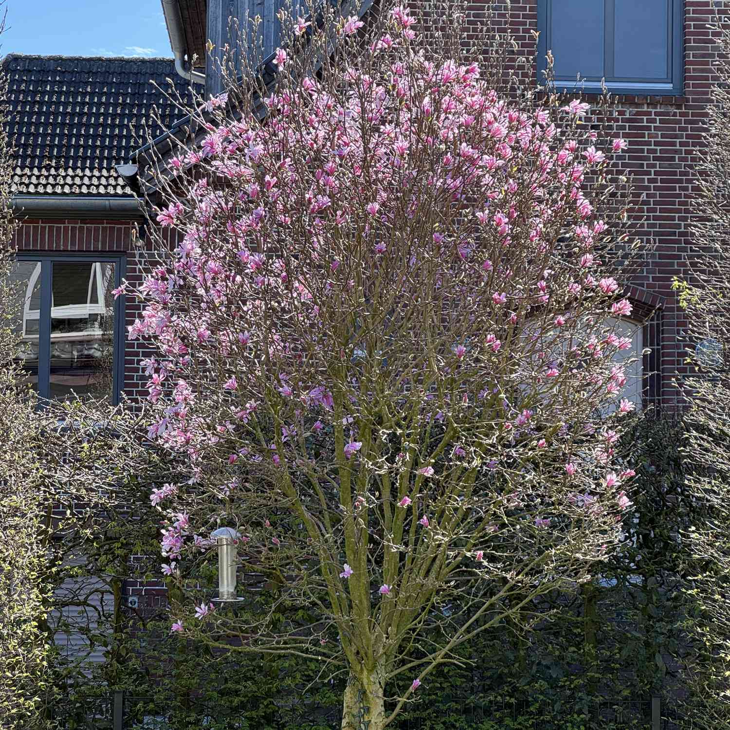 Sternmagnolie 'George Henry Kern'