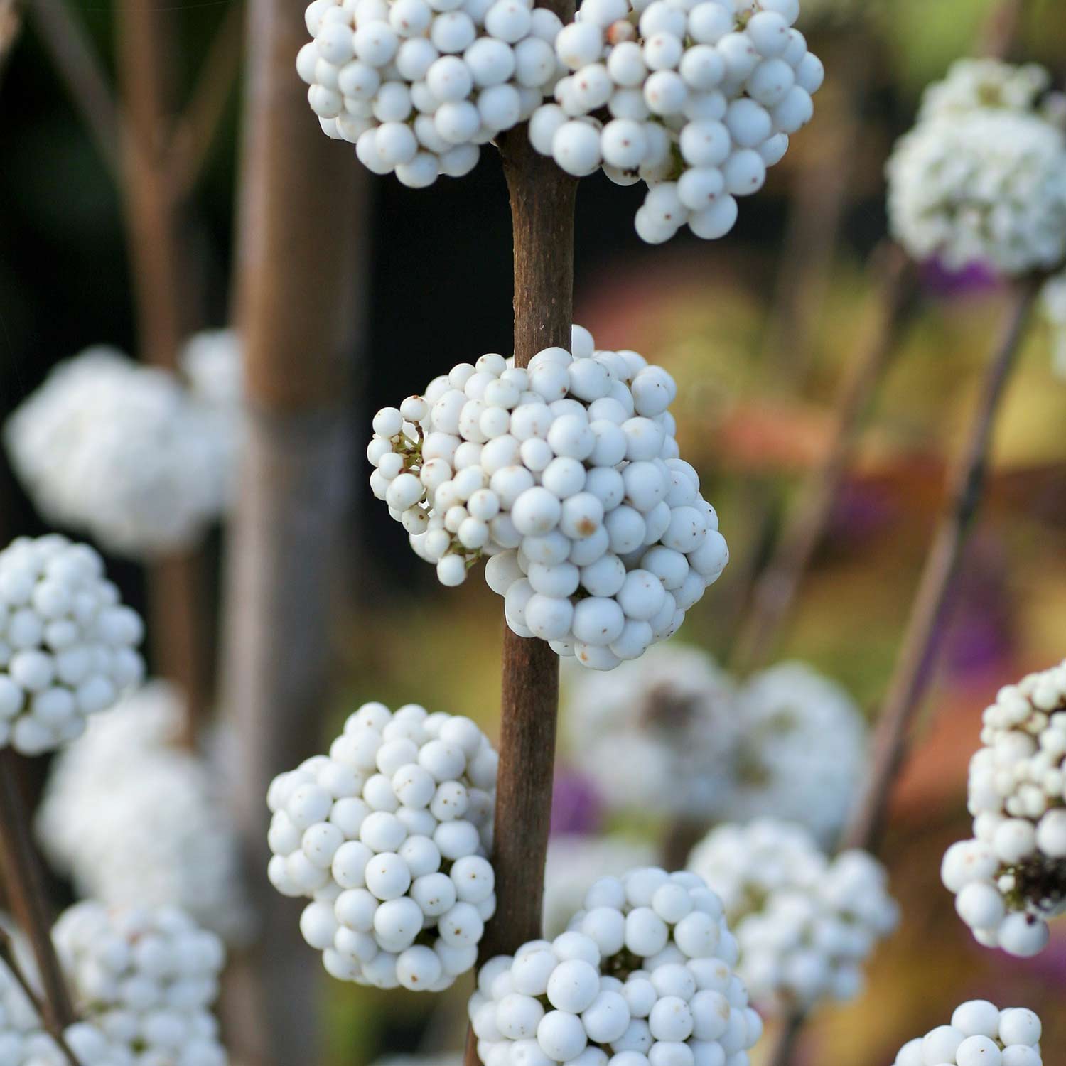 Liebesperlenstrauch / Schönfrucht 'Magical® Snowqueen' C2,5 40 - 60 cm Liebesperlenstrauch / Schönfrucht 'Magical® Purple Giant'