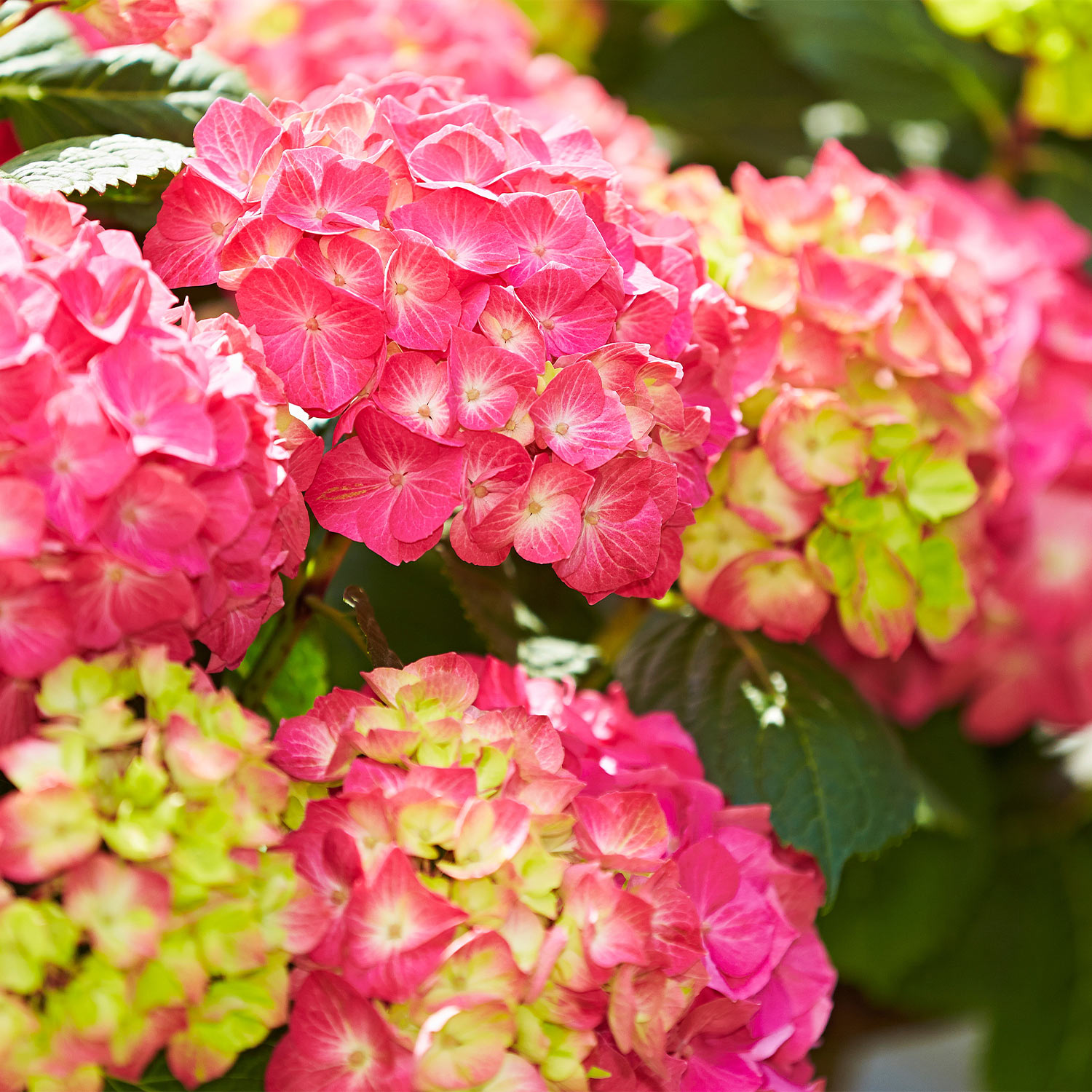 Ballhortensie 'Diva fiore' ® rosa