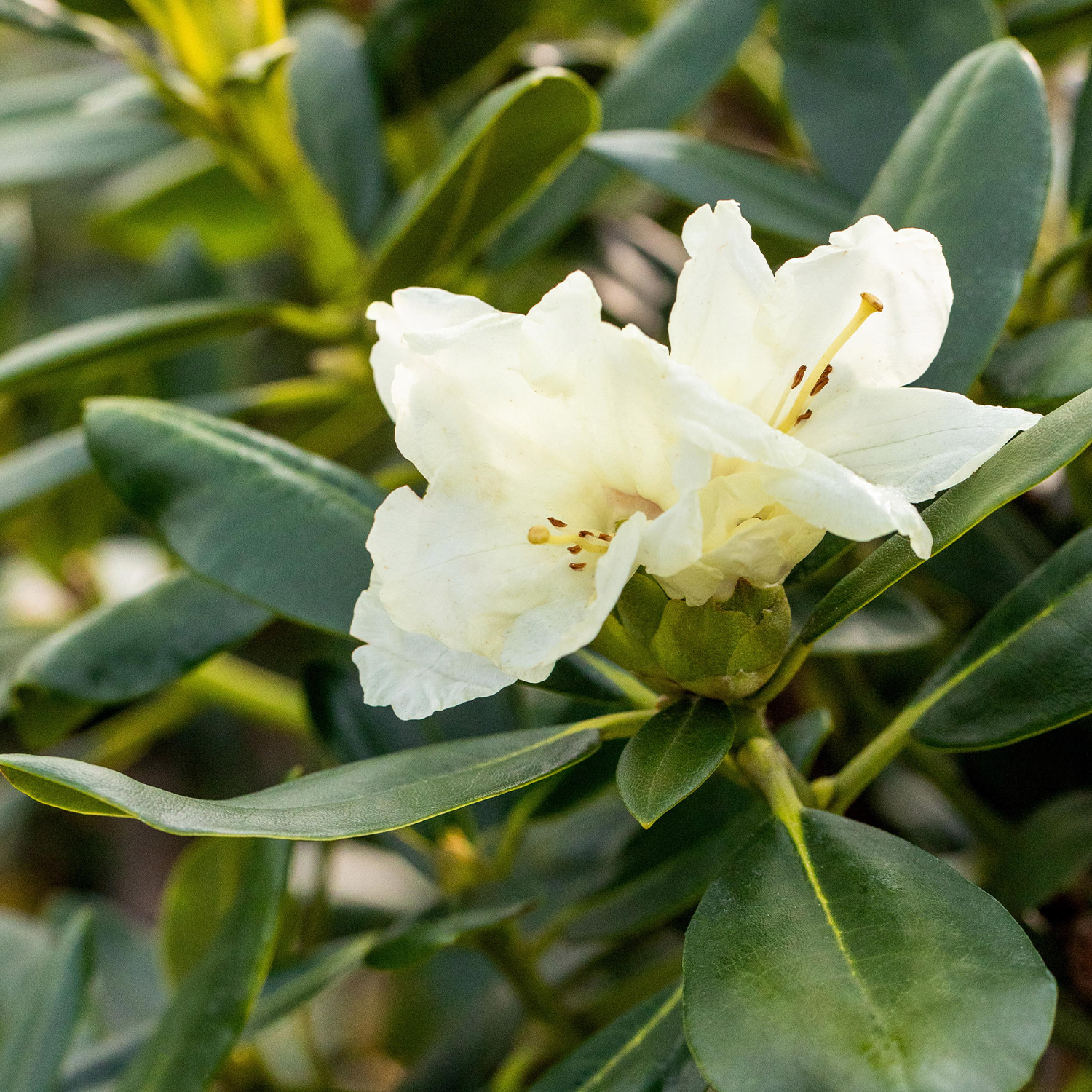 Ball-Rhododendron 'Flava' C5 30 - 40 cm Liefergröße: 30 - 40 cm