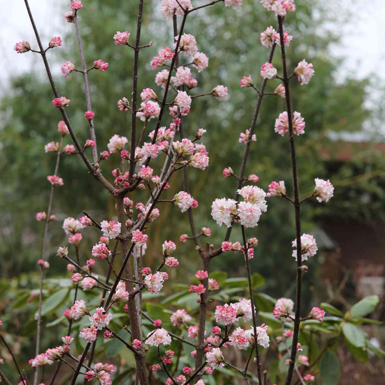 Winterschneeball 'Charles Lamont' Winterschneeball 'Charles Lamont'