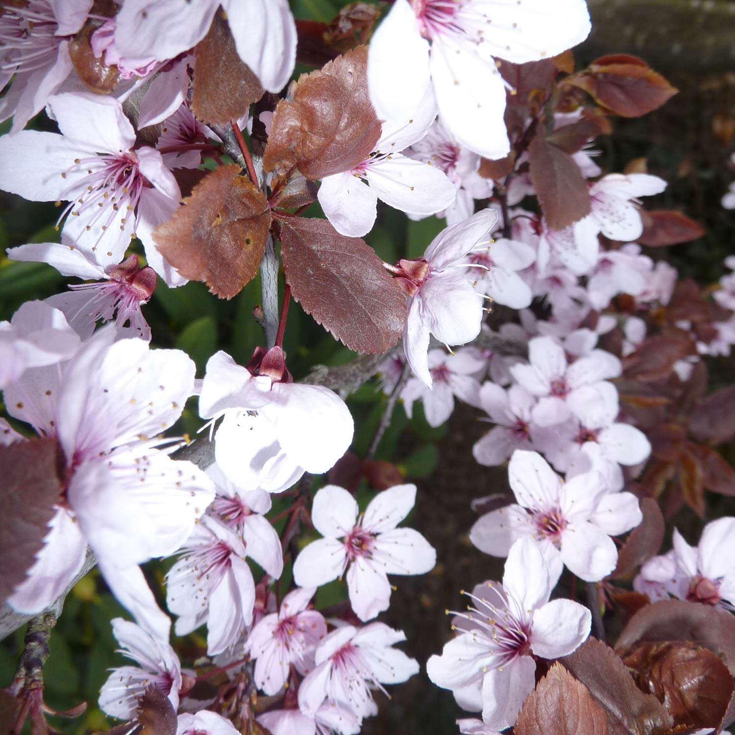 Blutpflaume 'Nigra', 5 Liter, 100 - 125 cm Liefergröße: 100 - 125 cm