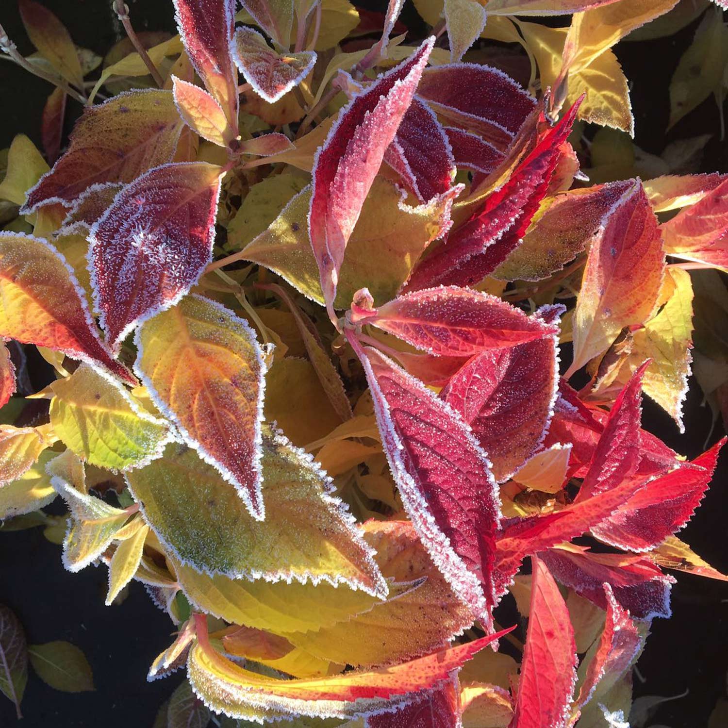 Kategorie <b>Blütensträucher und Ziergehölze </b> - Kleinwüchsige Tellerhortensie 'Koreana', 3 Liter, 30 - 40 cm Liefergröße: 30 - 40 cm - Hydrangea serrata 'Koreana'