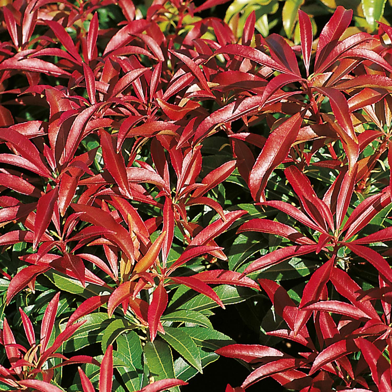 Lavendelheide / Schattenglöckchen 'Red Mill' Liefergröße: 25 - 30 cm