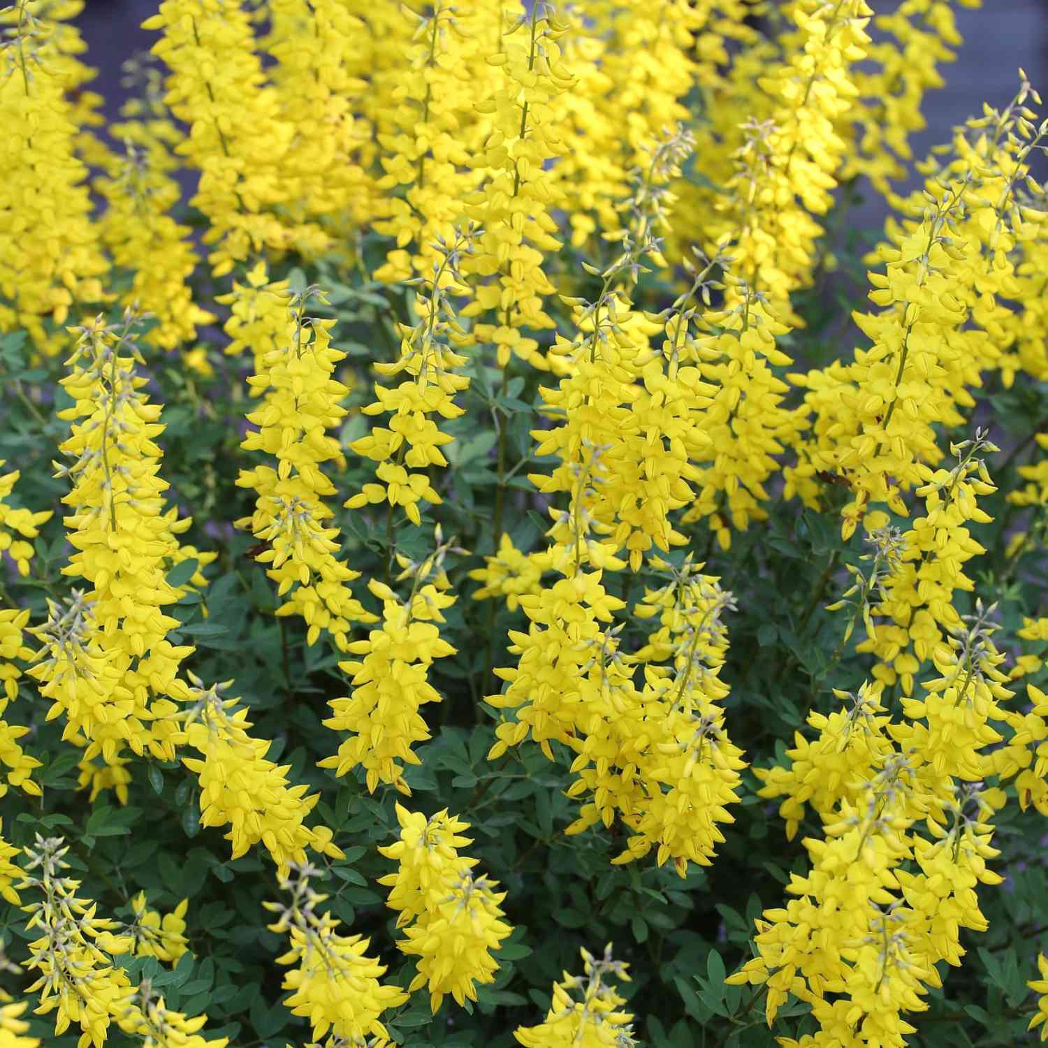 Schwarzer Ginster 'Cyni' (herbstblühend)