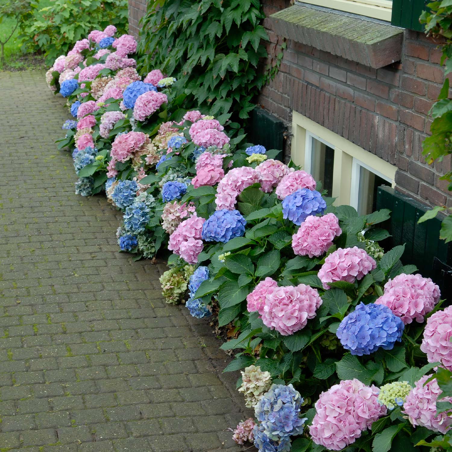Ballhortensie 'Forever & Ever® Blue' Liefergröße: 30-40 cm