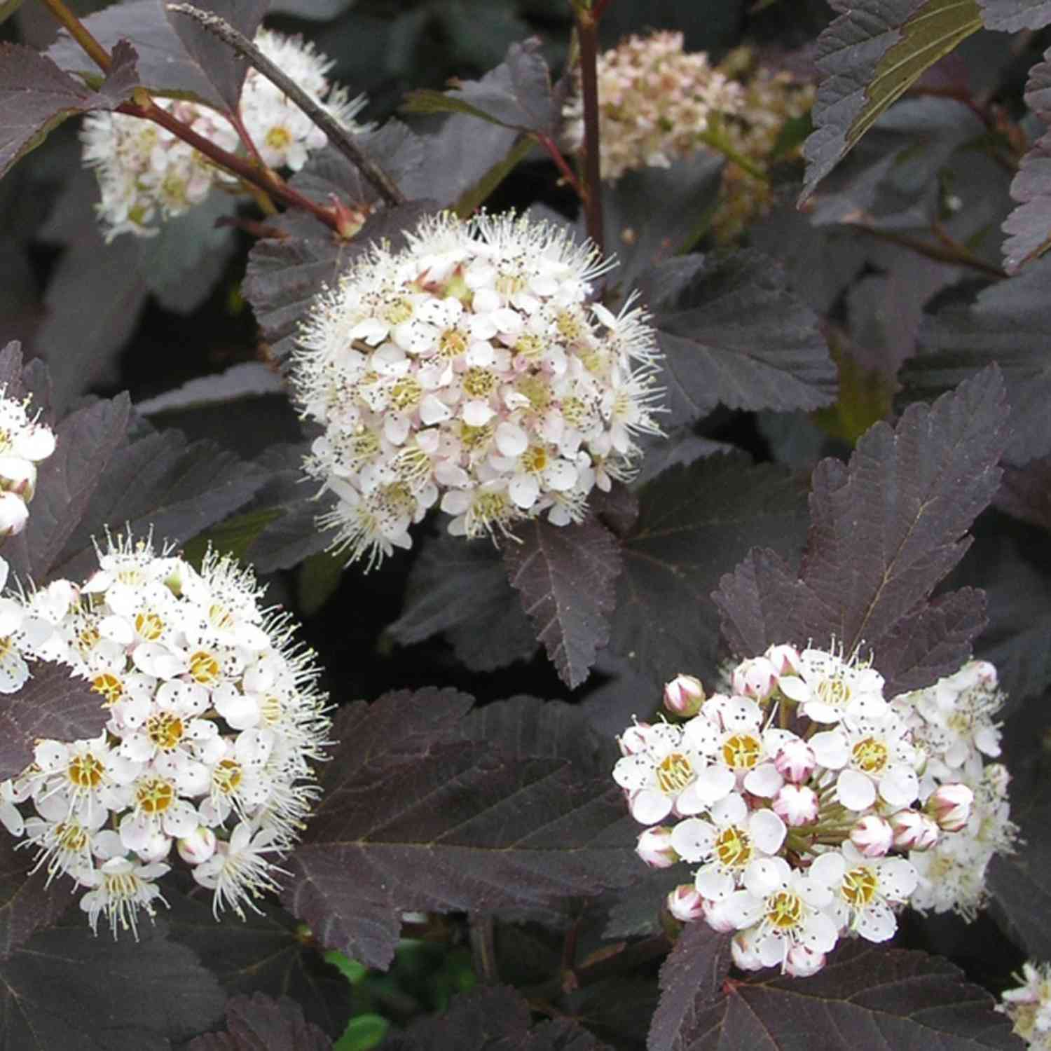 Fasanenspiere 'Diabolo'