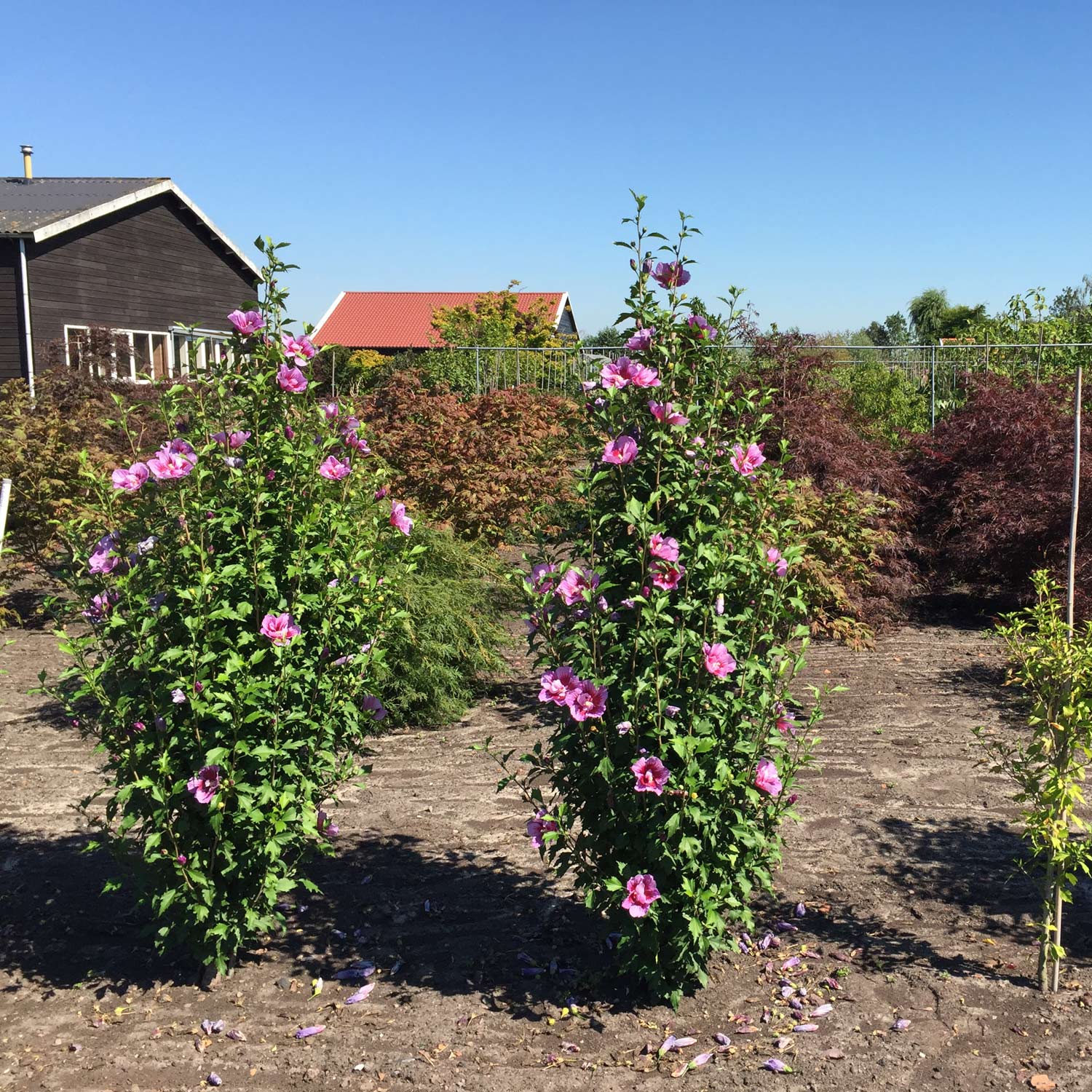 Säulen-Eibisch 'Purple Pillar' C3-5, 60 - 80 cm Liefergröße: 60 - 80 cm