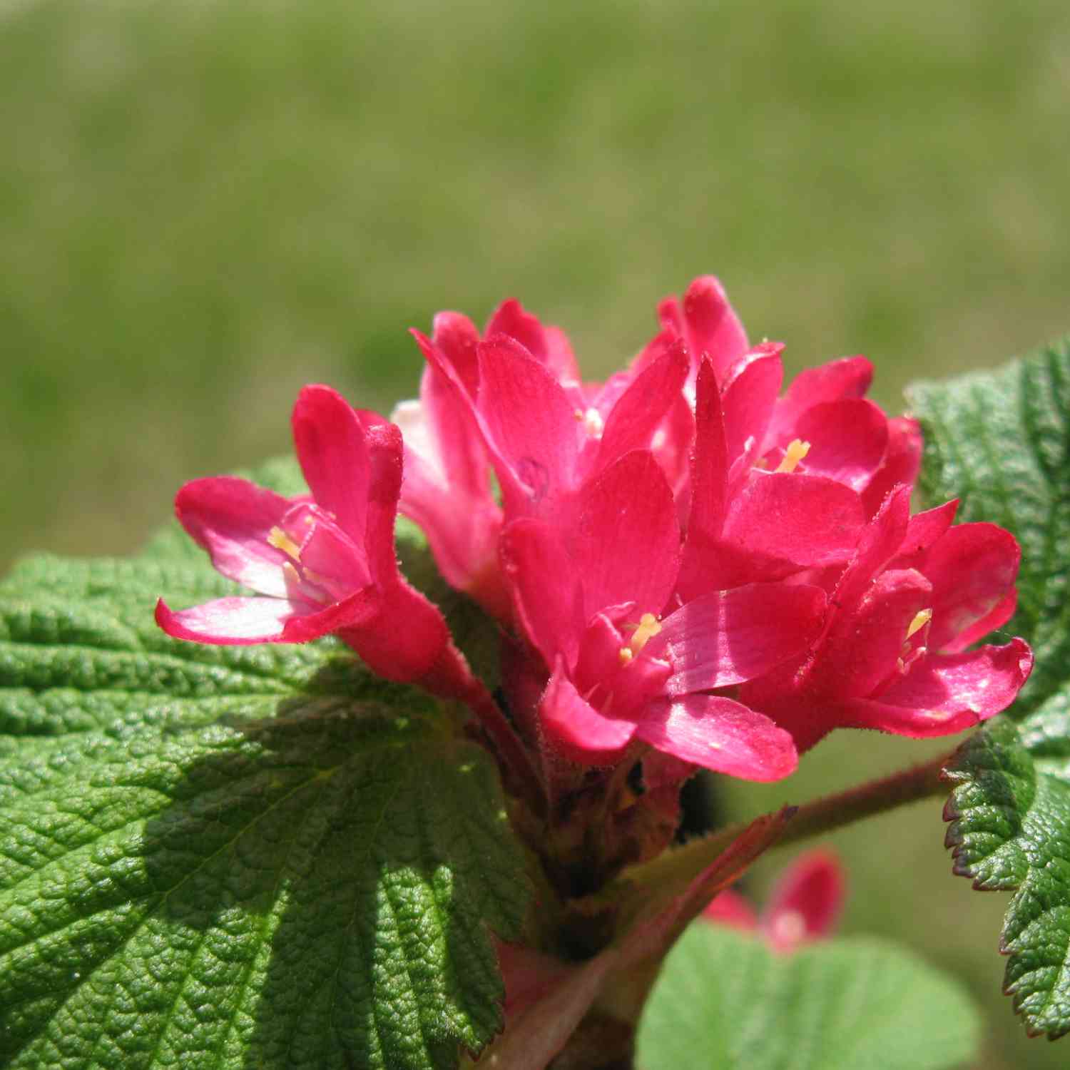 Blutjohannisbeere 'King Edward VII'
