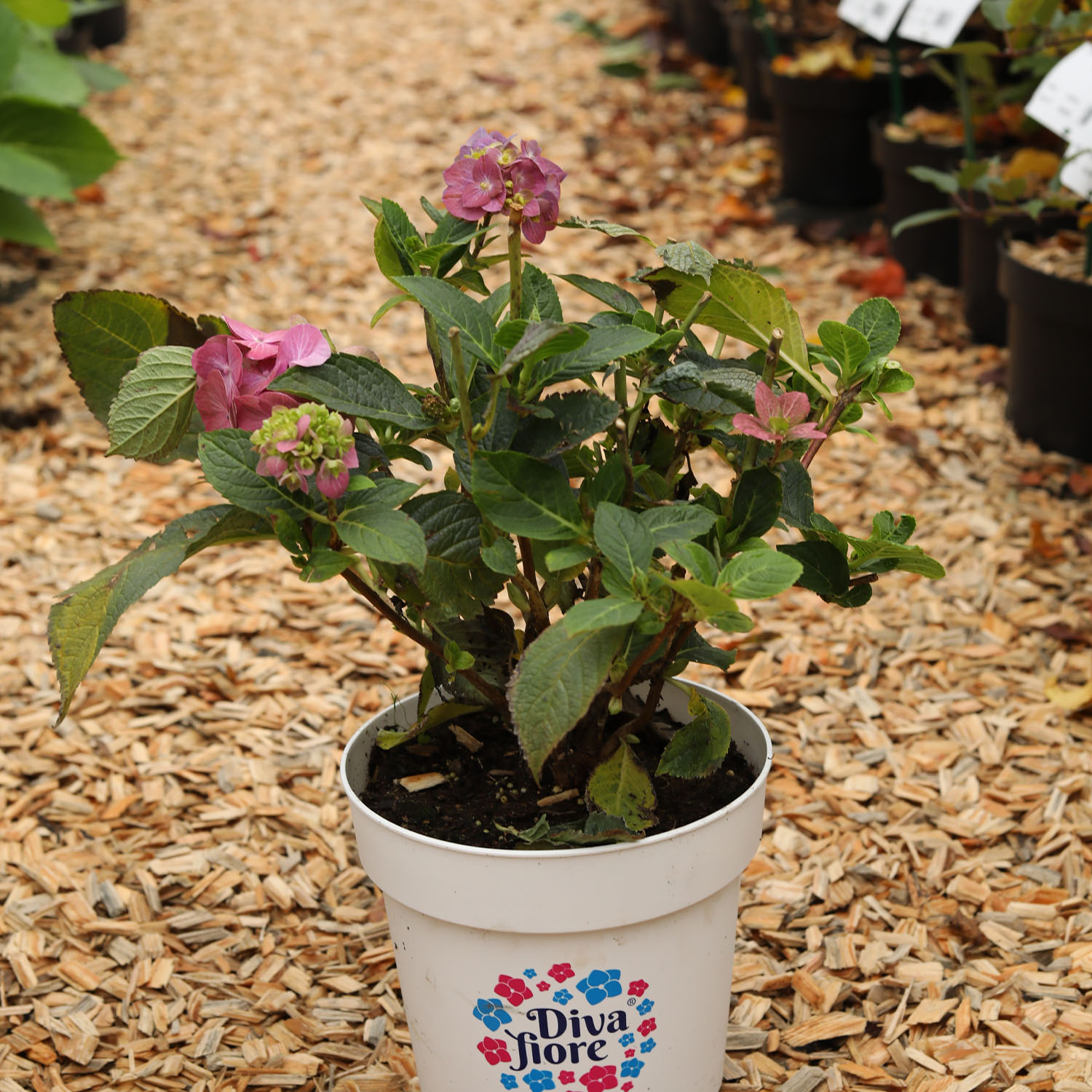 Ballhortensie 'Diva fiore' ® rosa Lieferform: Im 5 Liter Topf