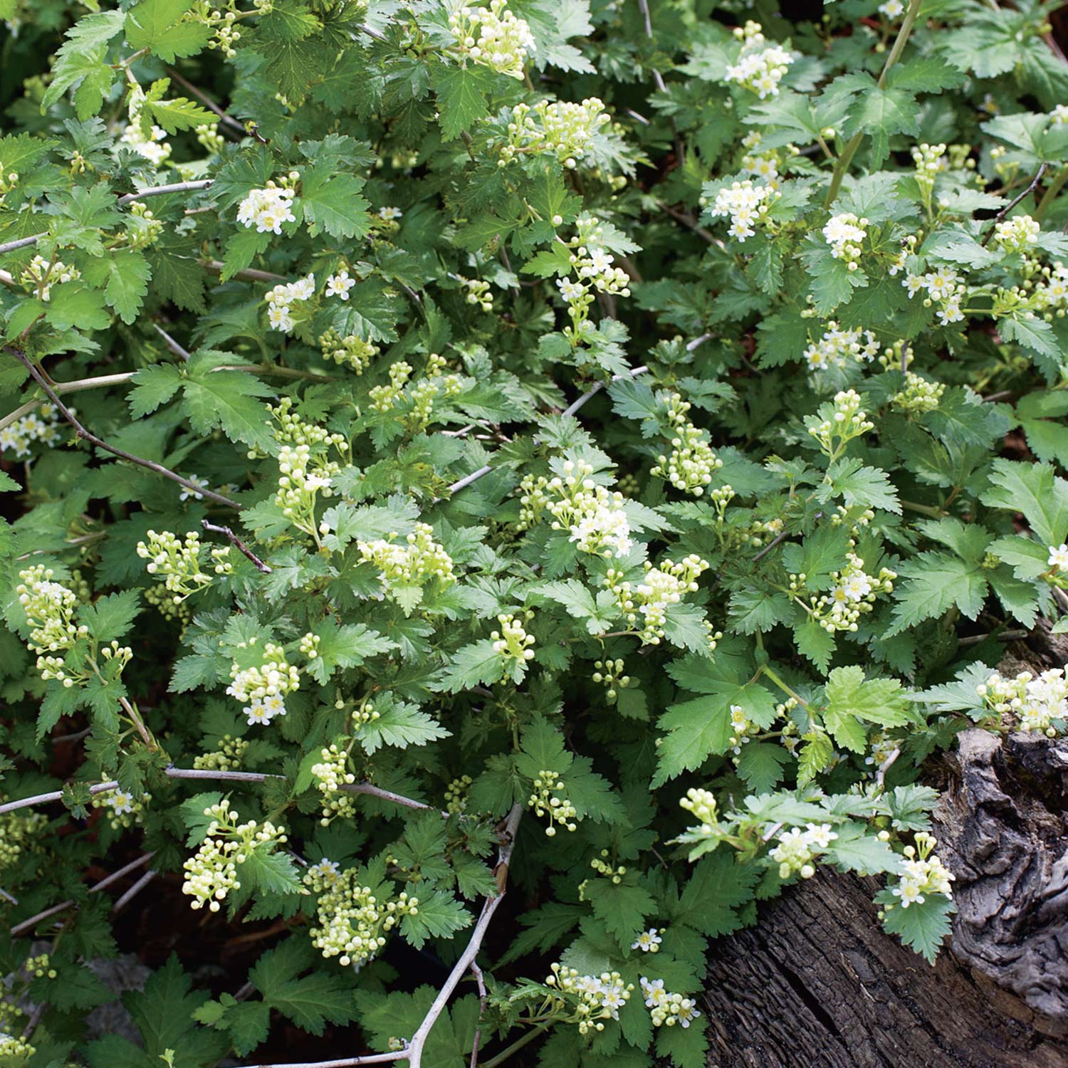 Niedrige Kranzspiere 'Crispa' Liefergröße: 20 - 30 cm