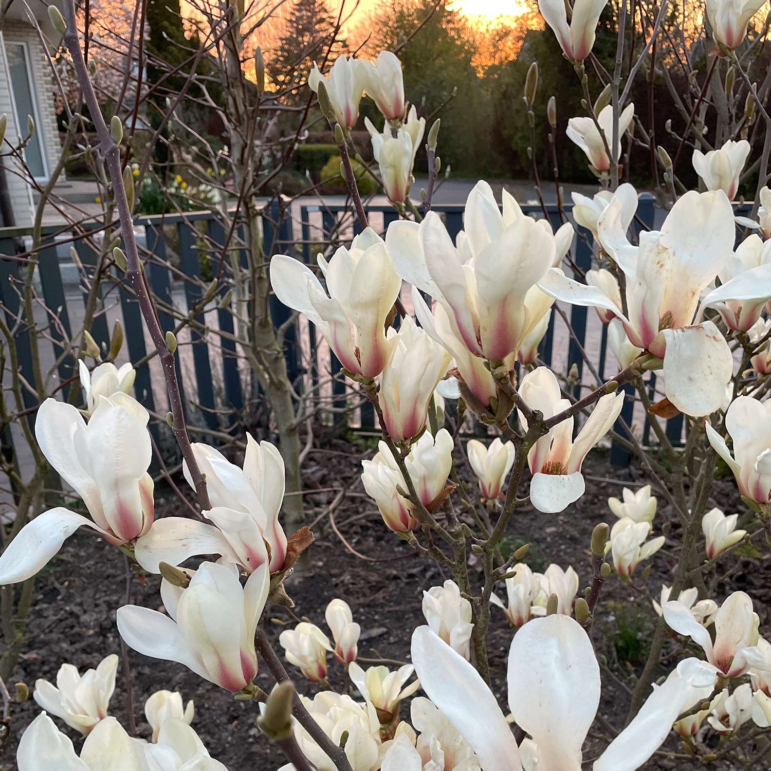 Magnolie 'Sunrise®' C5 40 - 60 cm
