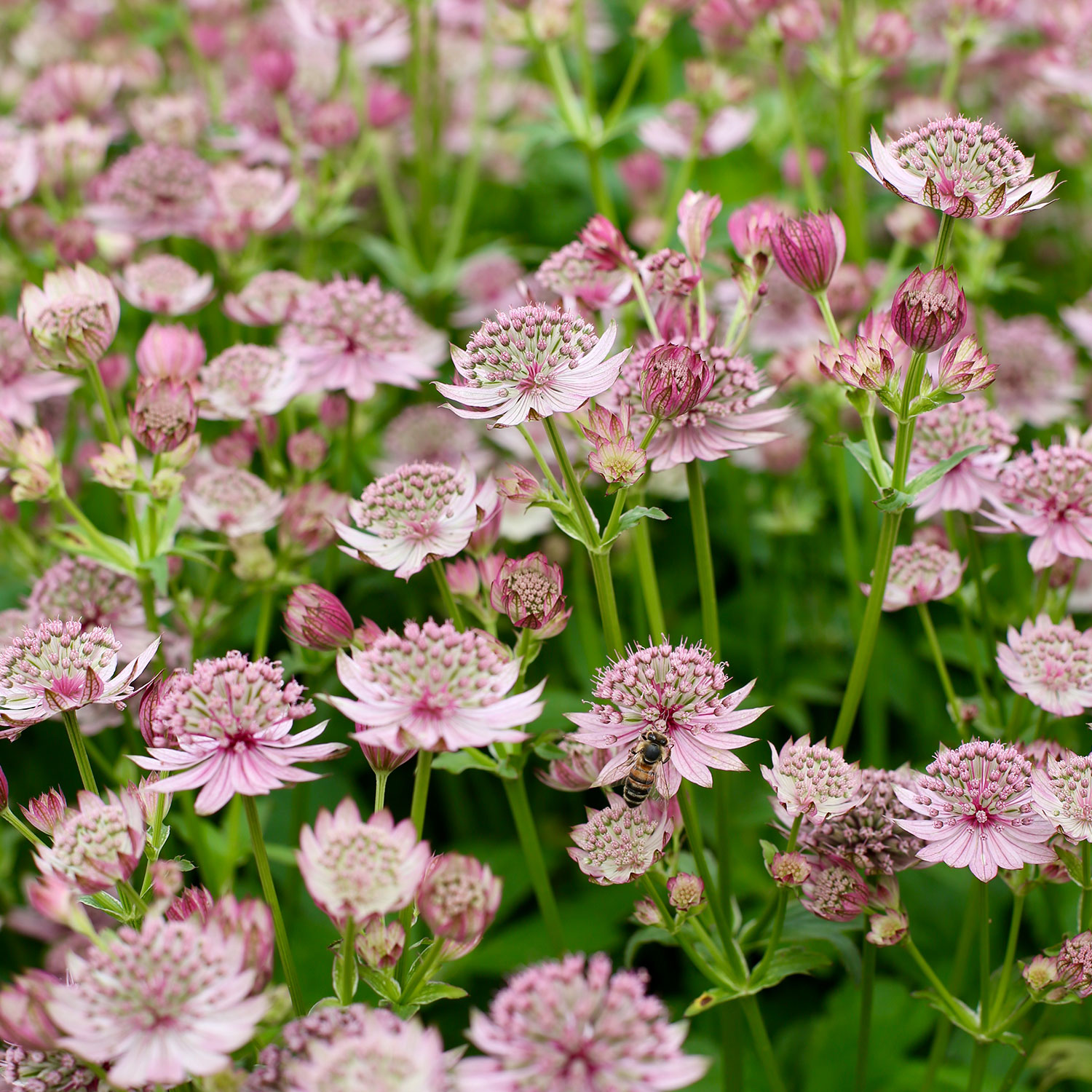 Kategorie <b>Produkt ohne Kategoriezuordnung </b> - Große Sterndolde 'Pink Button' Lieferform: Im 9 cm Topf - Astrantia major 'Pink Button'