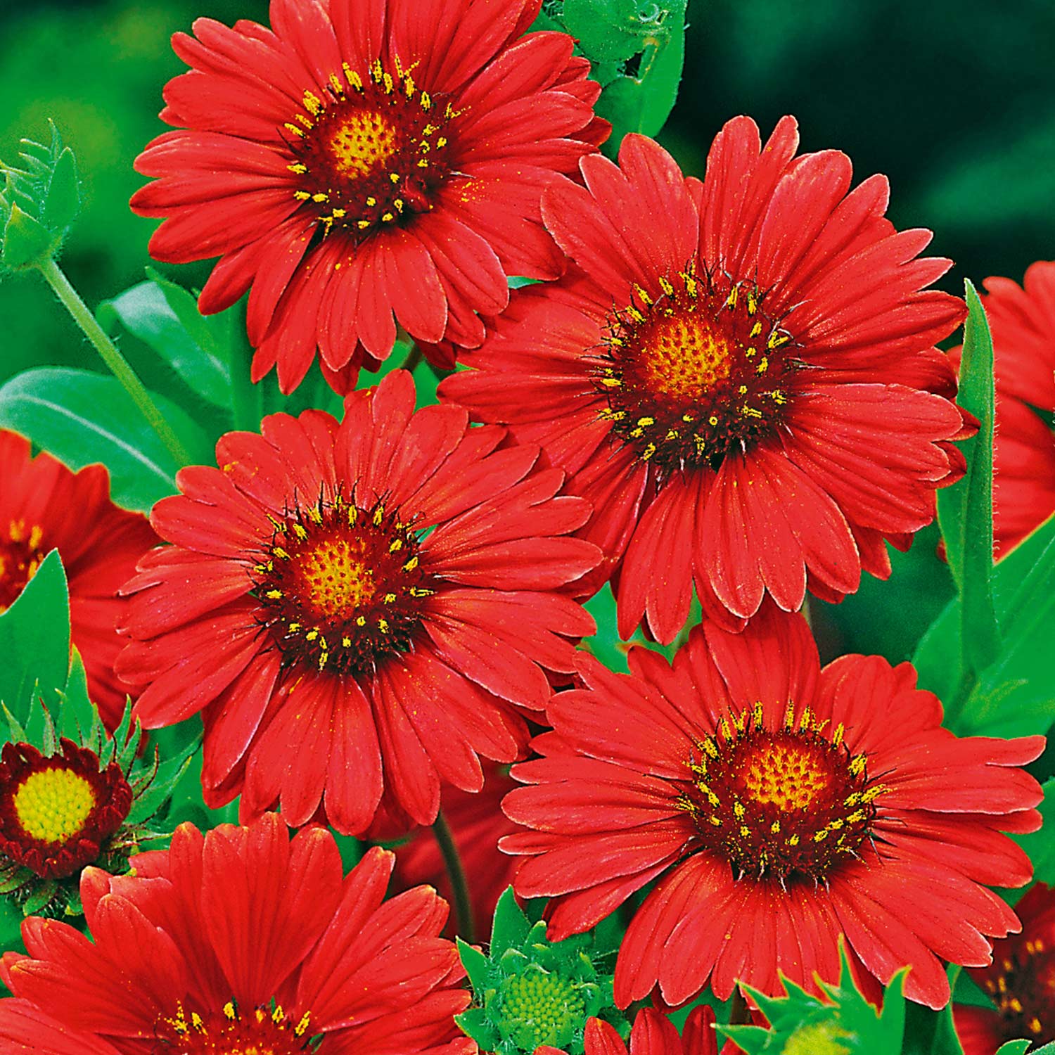 Kokardenblume 'Burgunder' Lieferform: Im 9 cm Topf