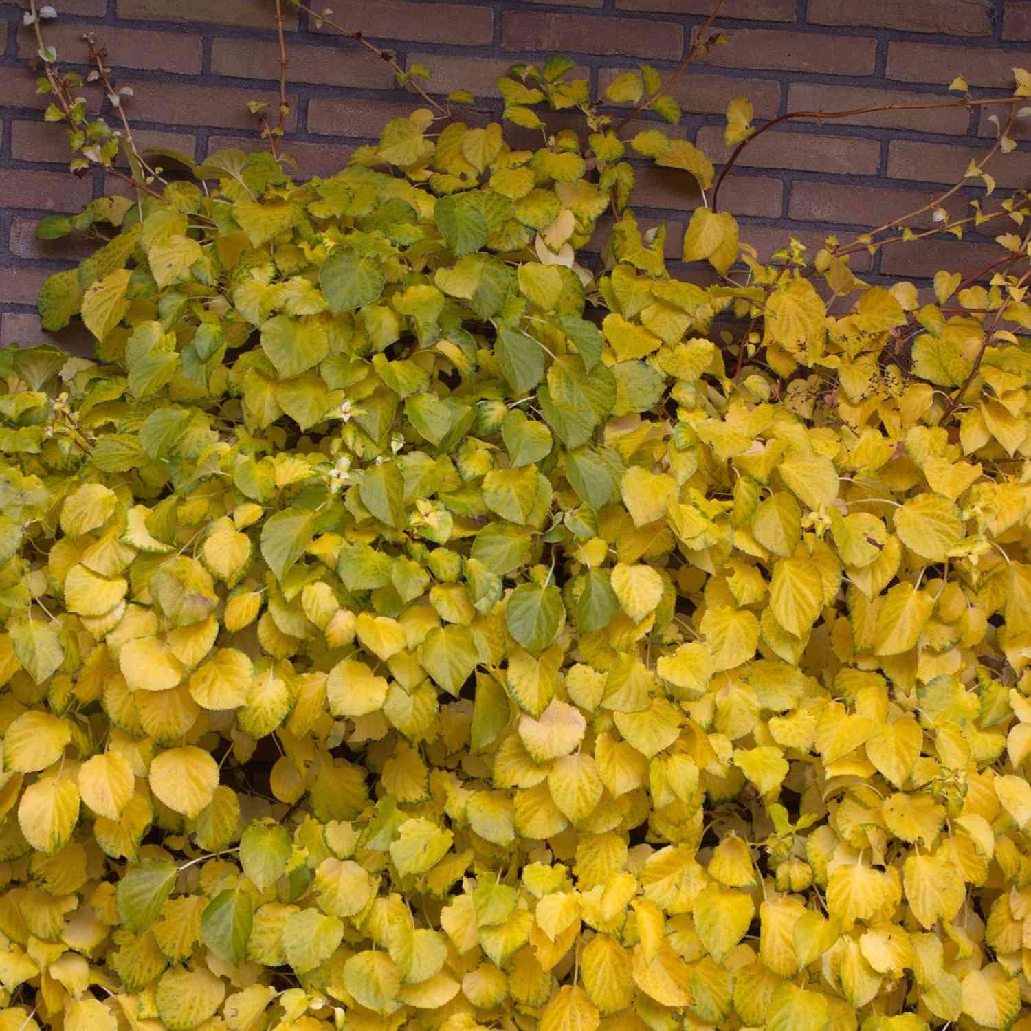 Kletterhortensie