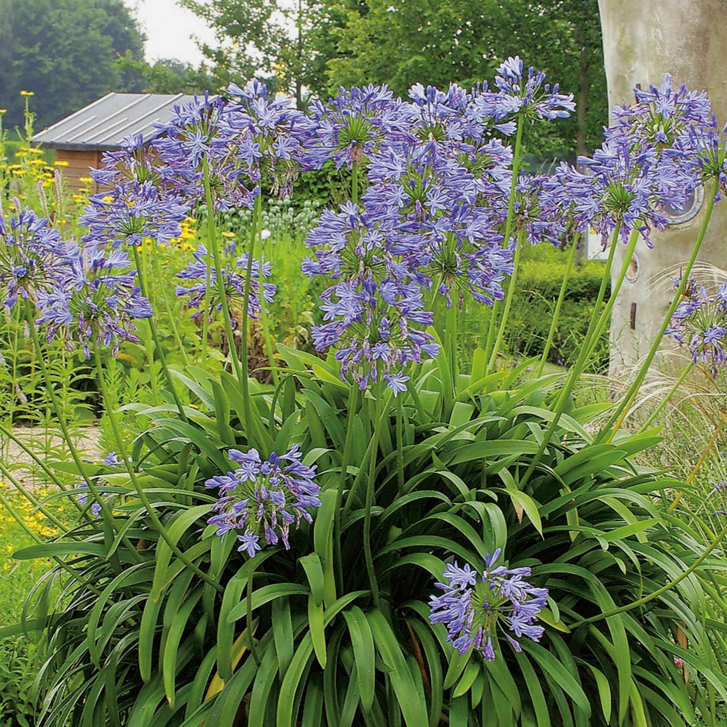 Afrikanische Schmucklilie - blau Lieferform: Im Topf