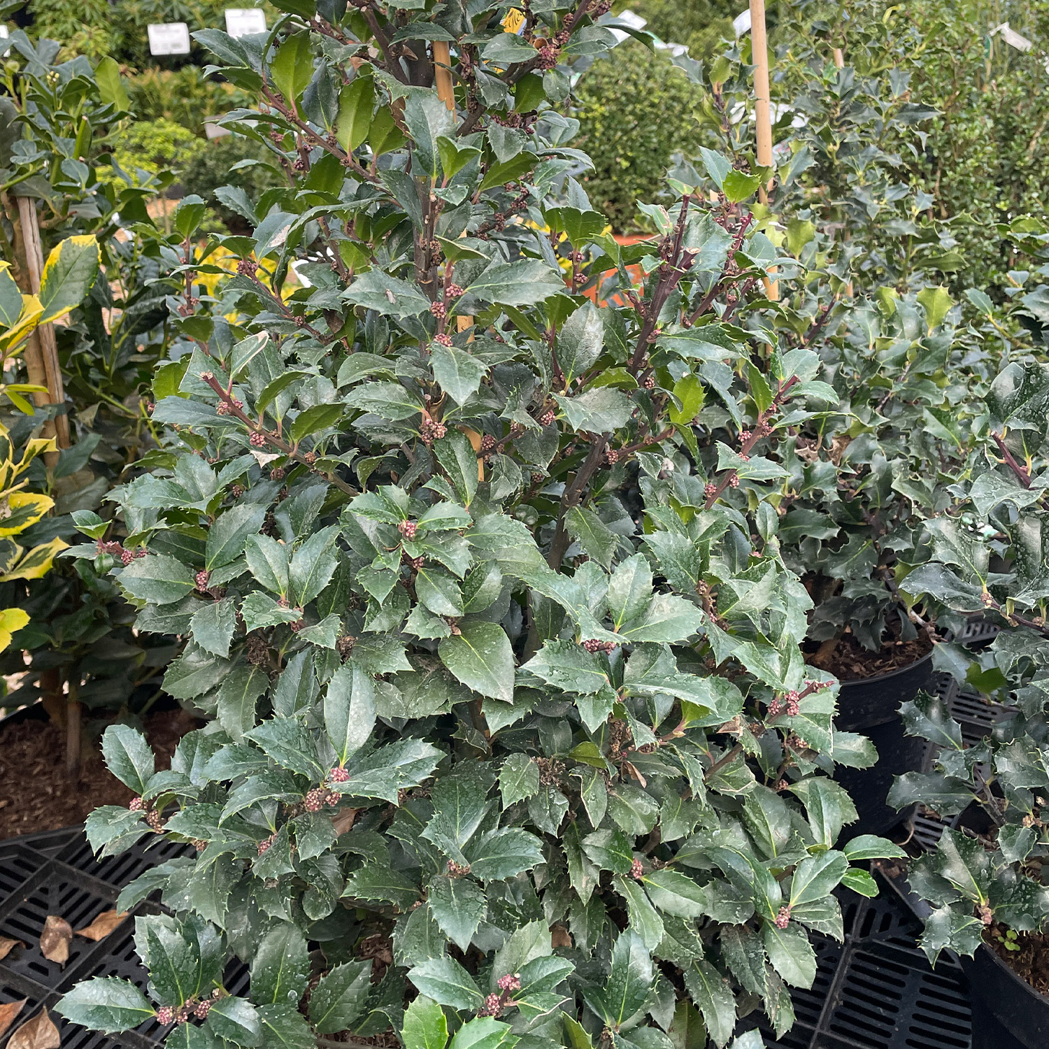 Stechpalme - Ilex 'Heckenstar'