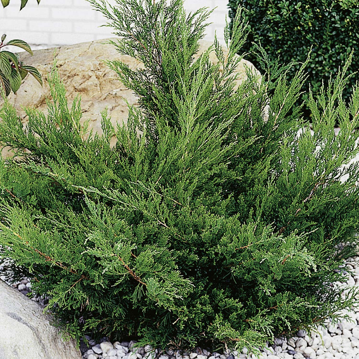 Strauchwacholder 'Mint Julep', 3 Liter, 20 - 30 cm Liefergröße: 20-30 cm breit