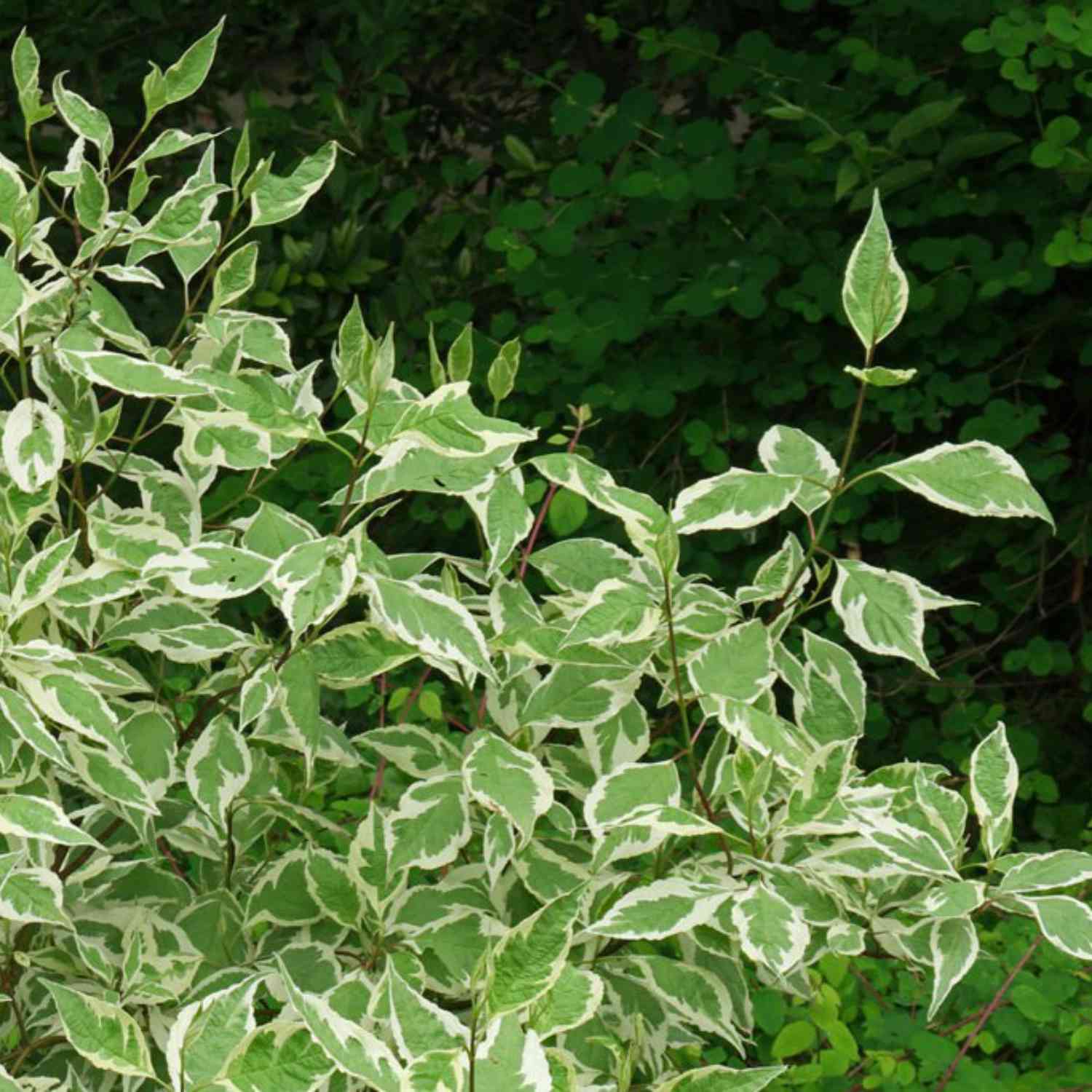Weißbunter Hartriegel 'Elegantissima' Weißbunter Hartriegel 'Elegantissima'