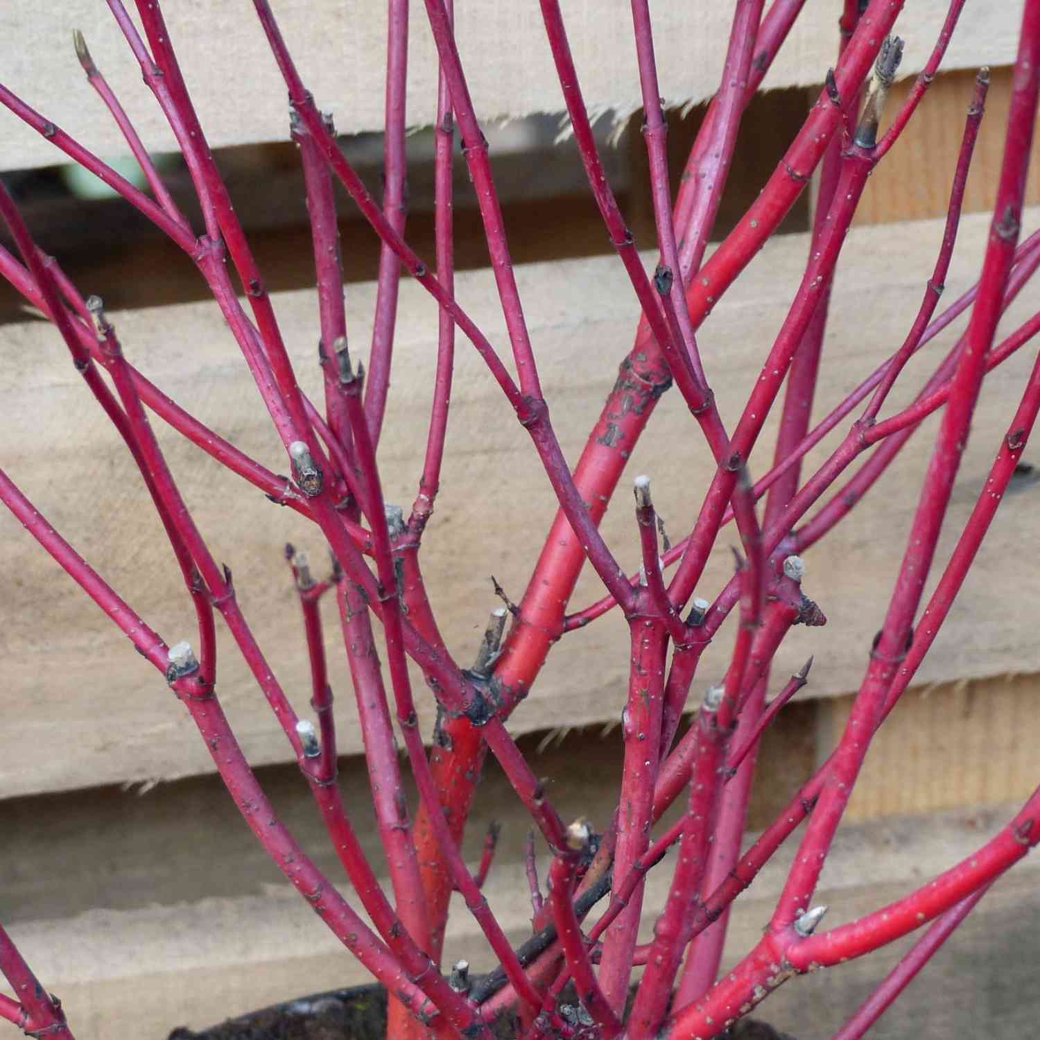 Rotholziger Hartriegel 'Sibirica' Rotholziger Hartriegel 'Sibirica'