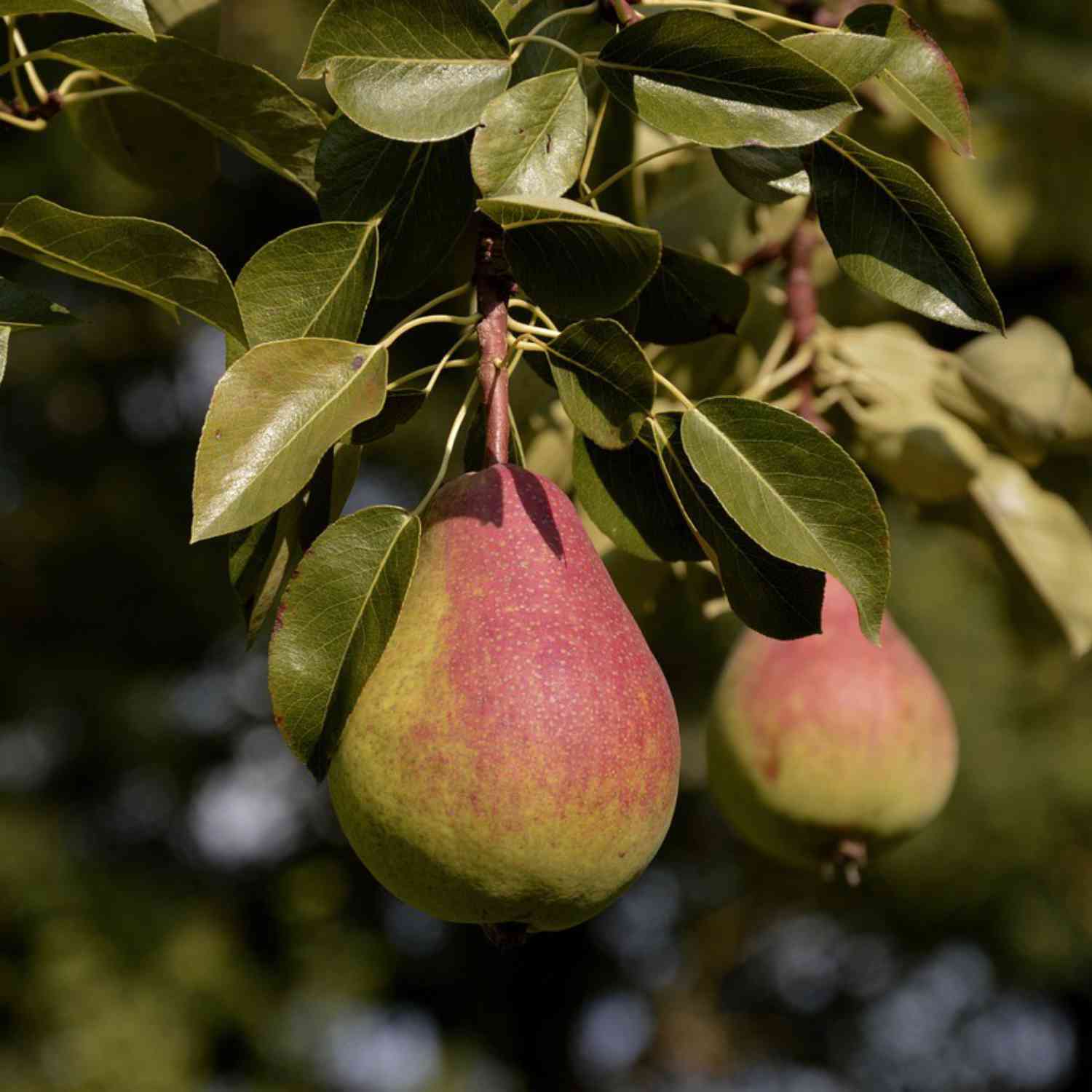 Birne 'Clapps Liebling' - Sommerbirne