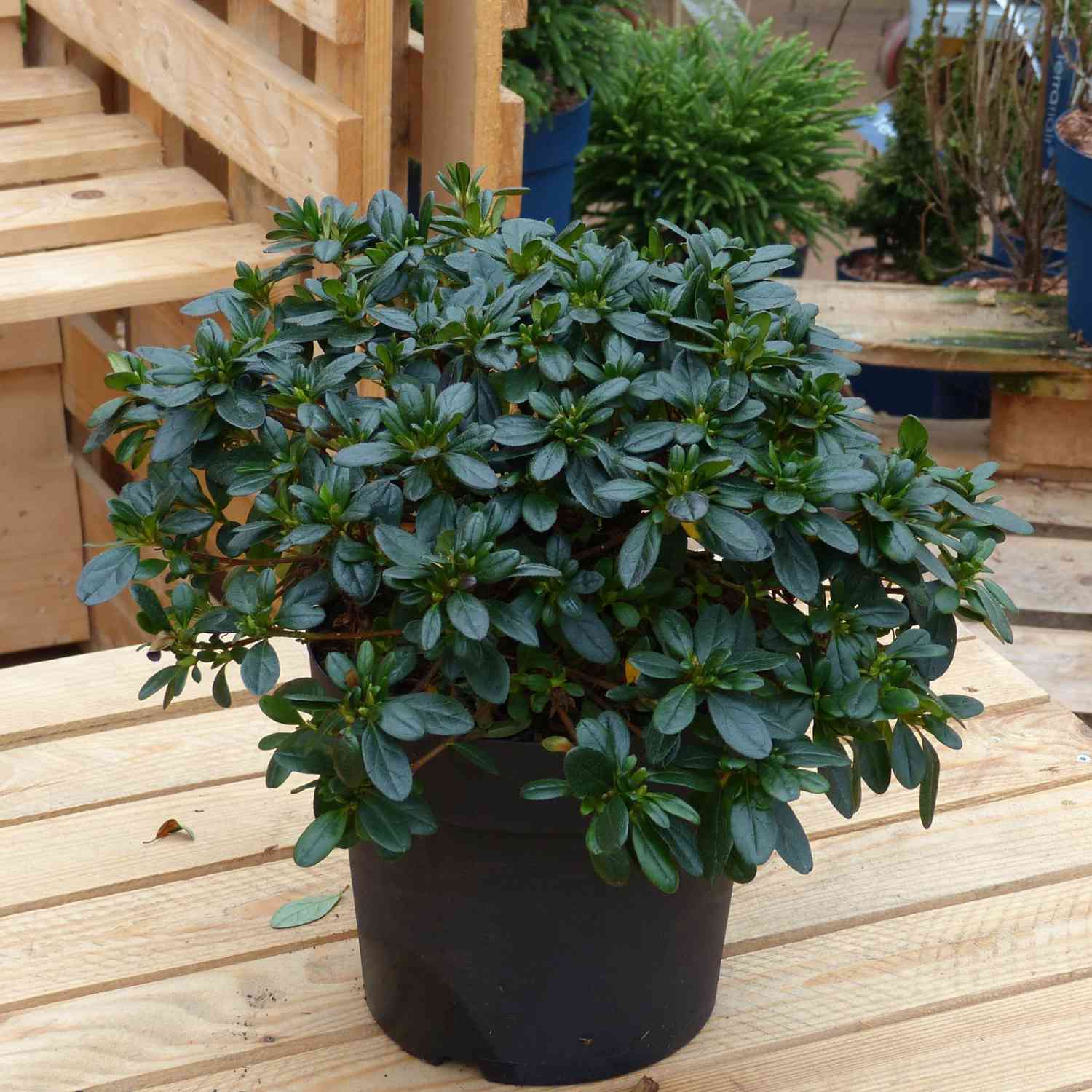 Japanische Azalee 'Melina'