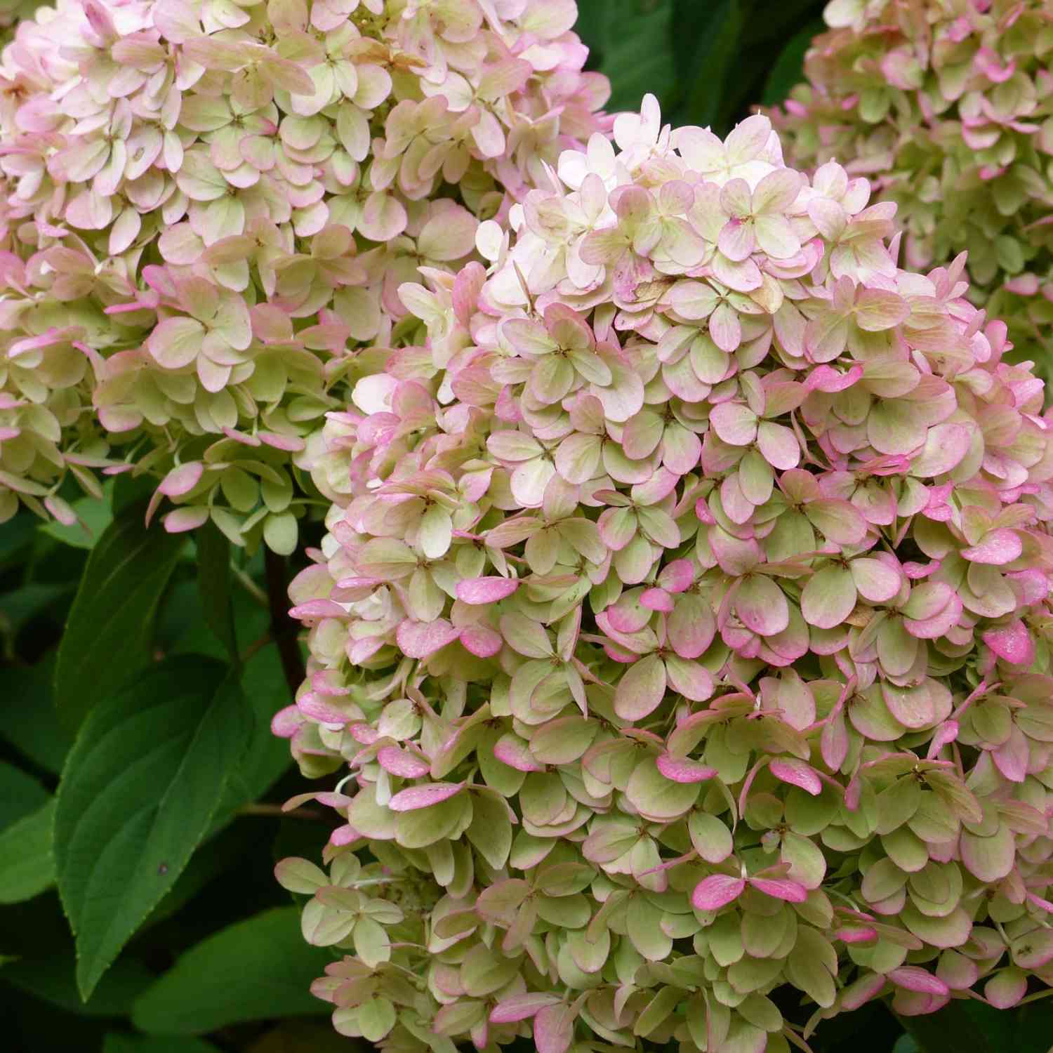 Rispenhortensie 'Limelight' Rispenhortensie 'Limelight'