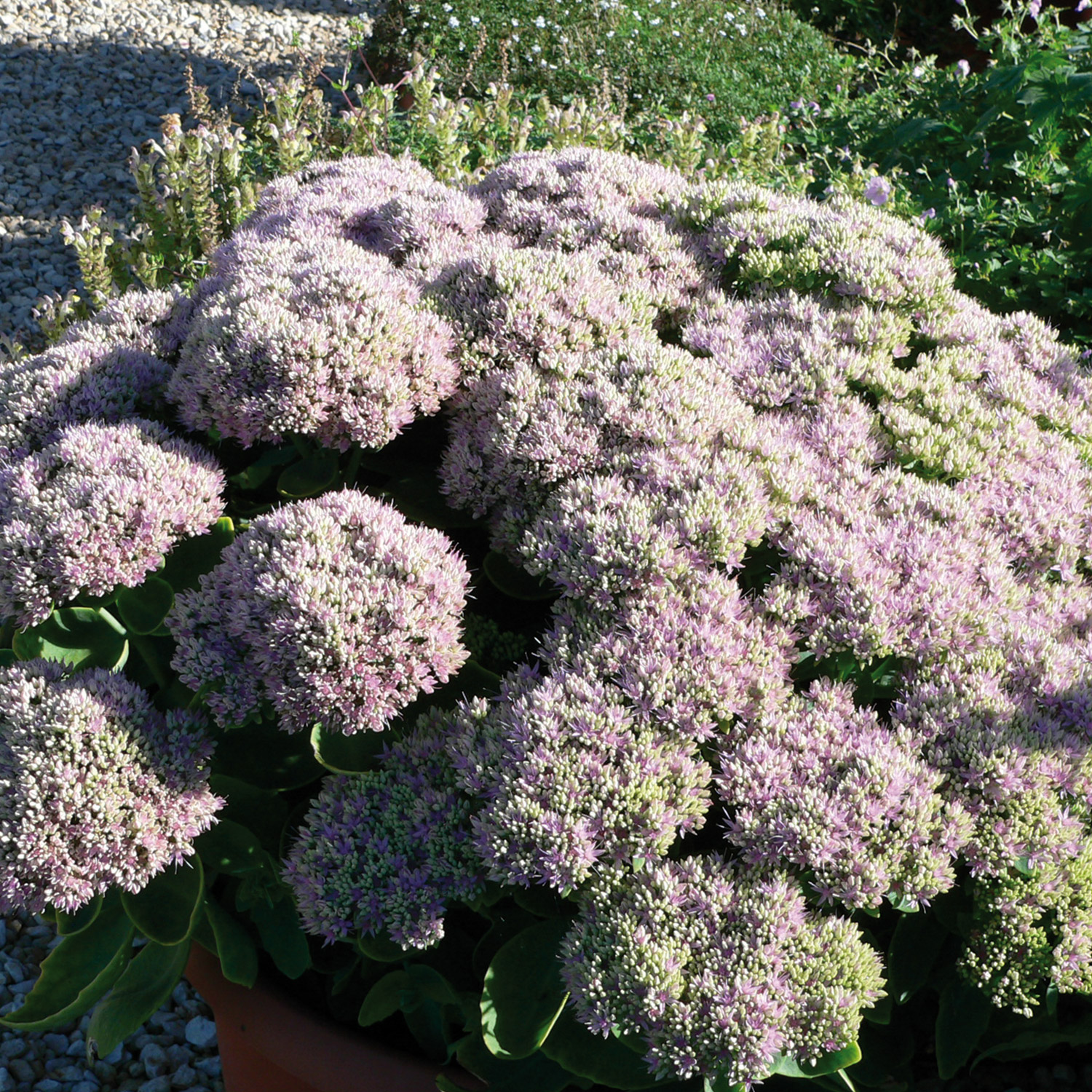 Garten-Fettblatt 'Brilliant' Lieferform: Im 9 cm Topf