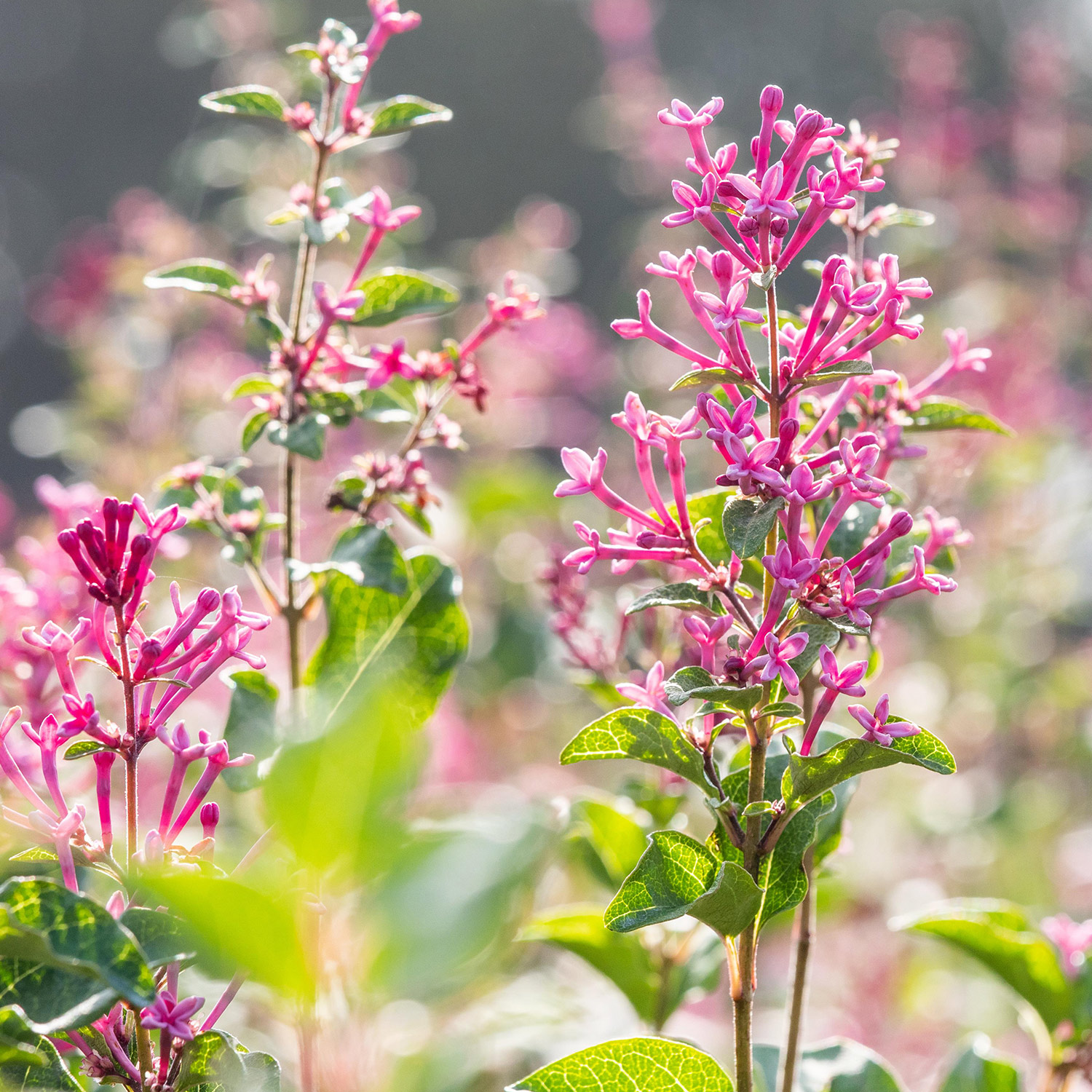 Kategorie <b>Produkt ohne Kategoriezuordnung </b> - Edelflieder 'Mrs. Edward Harding' Liefergröße: 30 - 40 cm - Syringa vulgaris 'Mrs. Edward Harding'