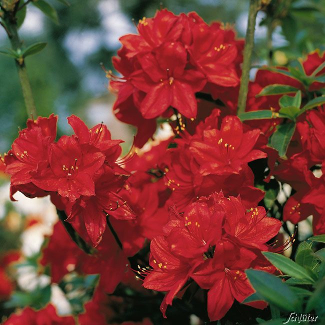 Duftazalee 'Nabucco', 5 Liter, 40 - 50 cm Liefergröße: 40-50 cm