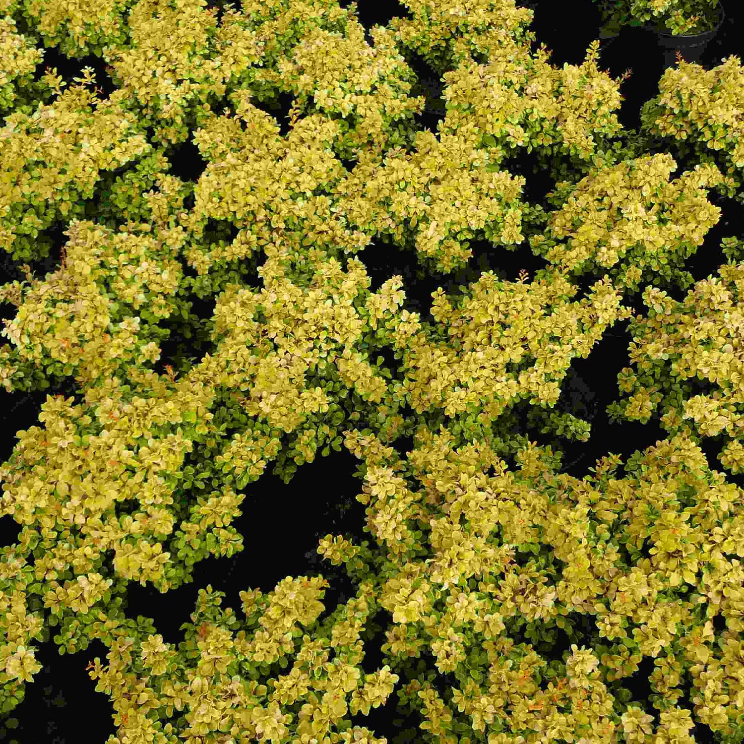 Gelbe Zwerg-Berberitze 'Bonanza Gold®' Container, 20 - 25 cm Liefergröße: 20 - 25 cm