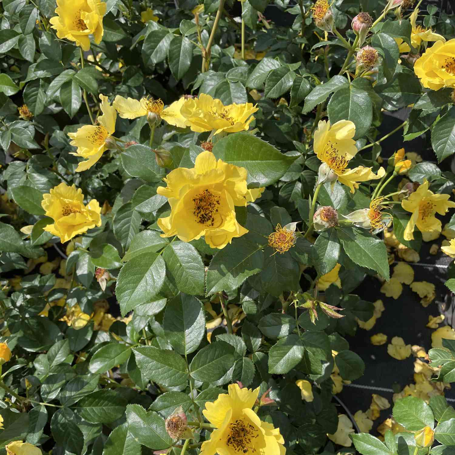 Beetrose Nektargarten® 'Lemon Fizz®' Beetrose Nektargarten® 'Lemon Fizz®'