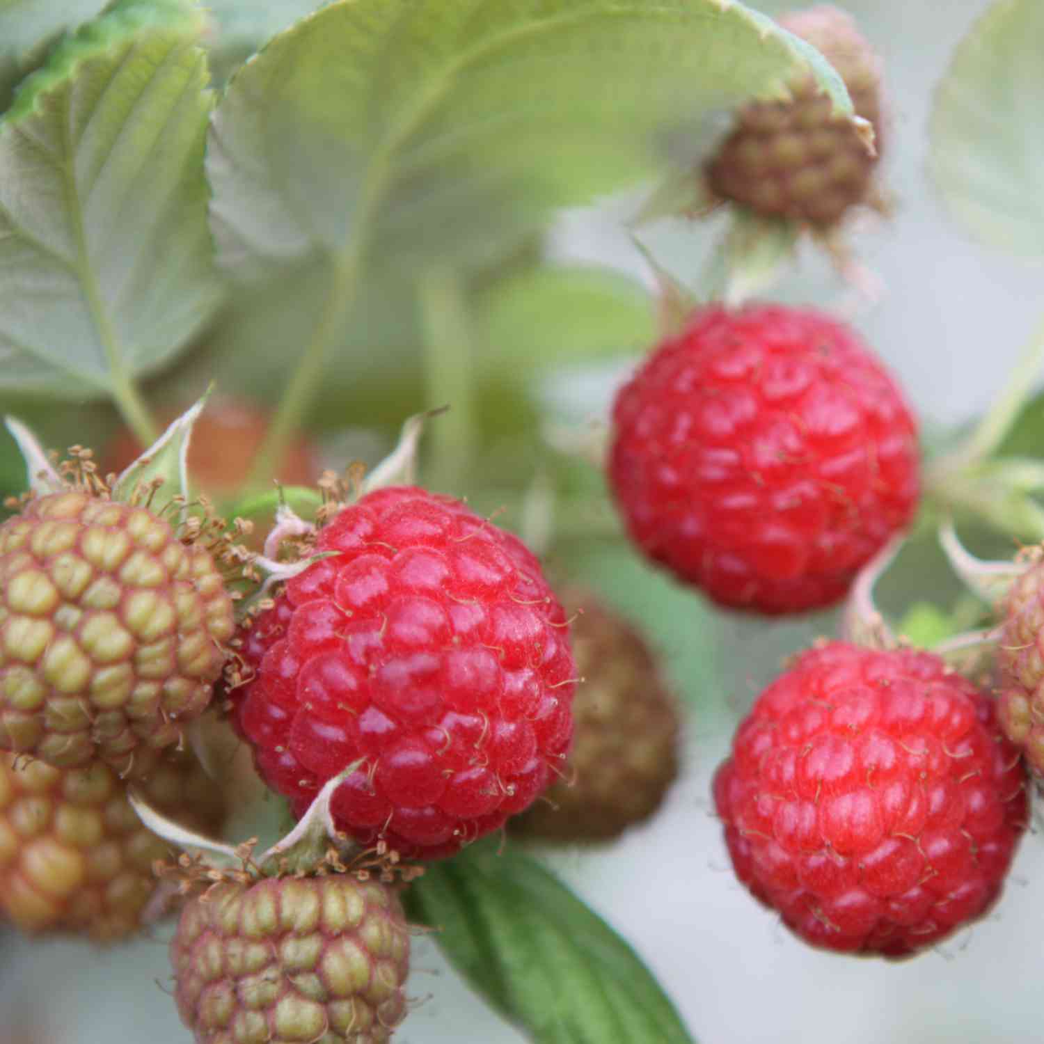 Sommerhimbeere 'Rubaca®' Liefergröße: ca. 40-60 cm, kräftige Ruten