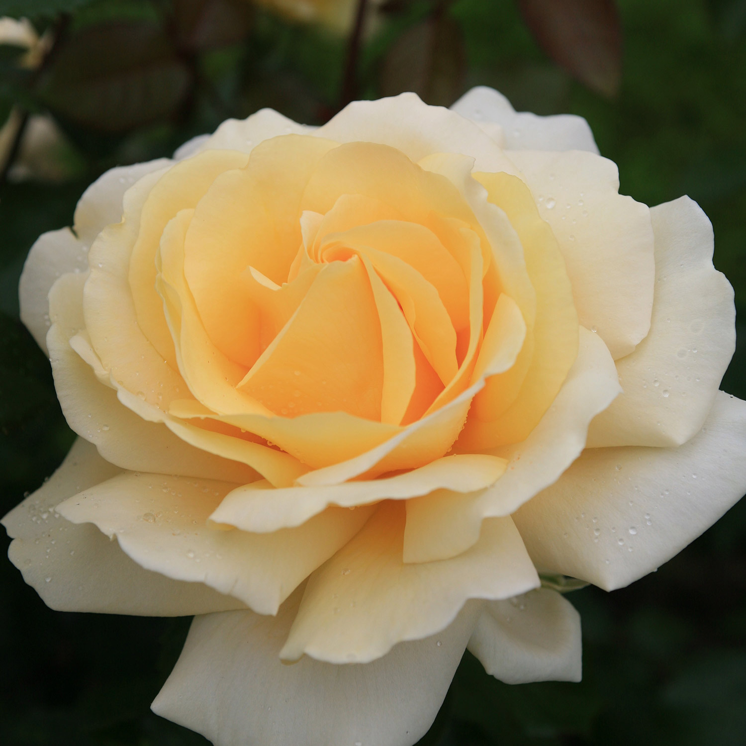Edelrose 'Winter Sun'