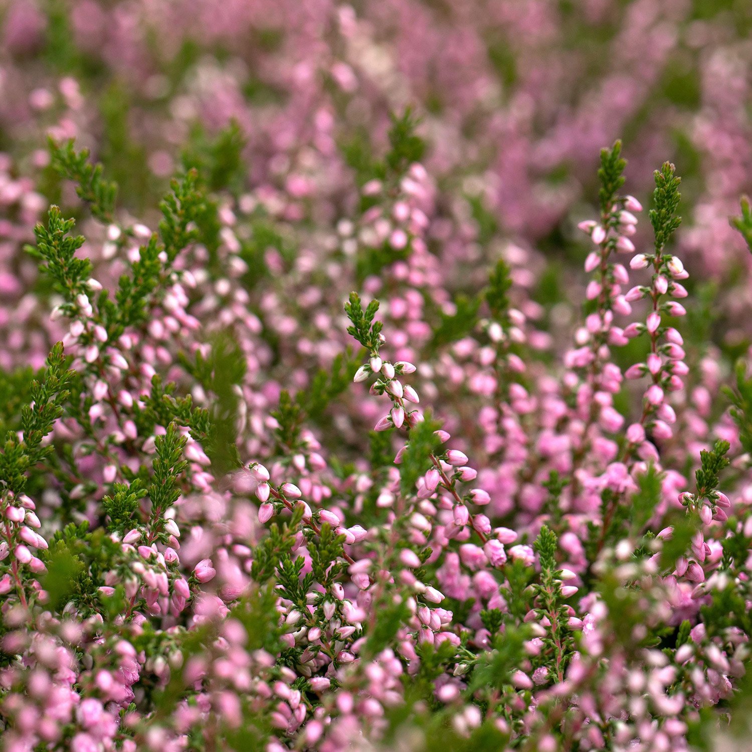 Sommerheide 'J. H. Hamilton' Liefergröße: 10-15 cm hoch