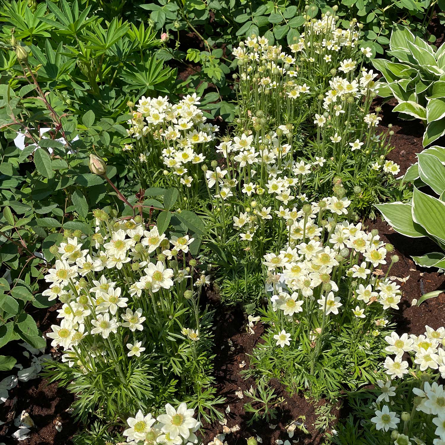Pazifisches Windröschen 'Annabella White' Pazifisches Windröschen 'Annabella White'