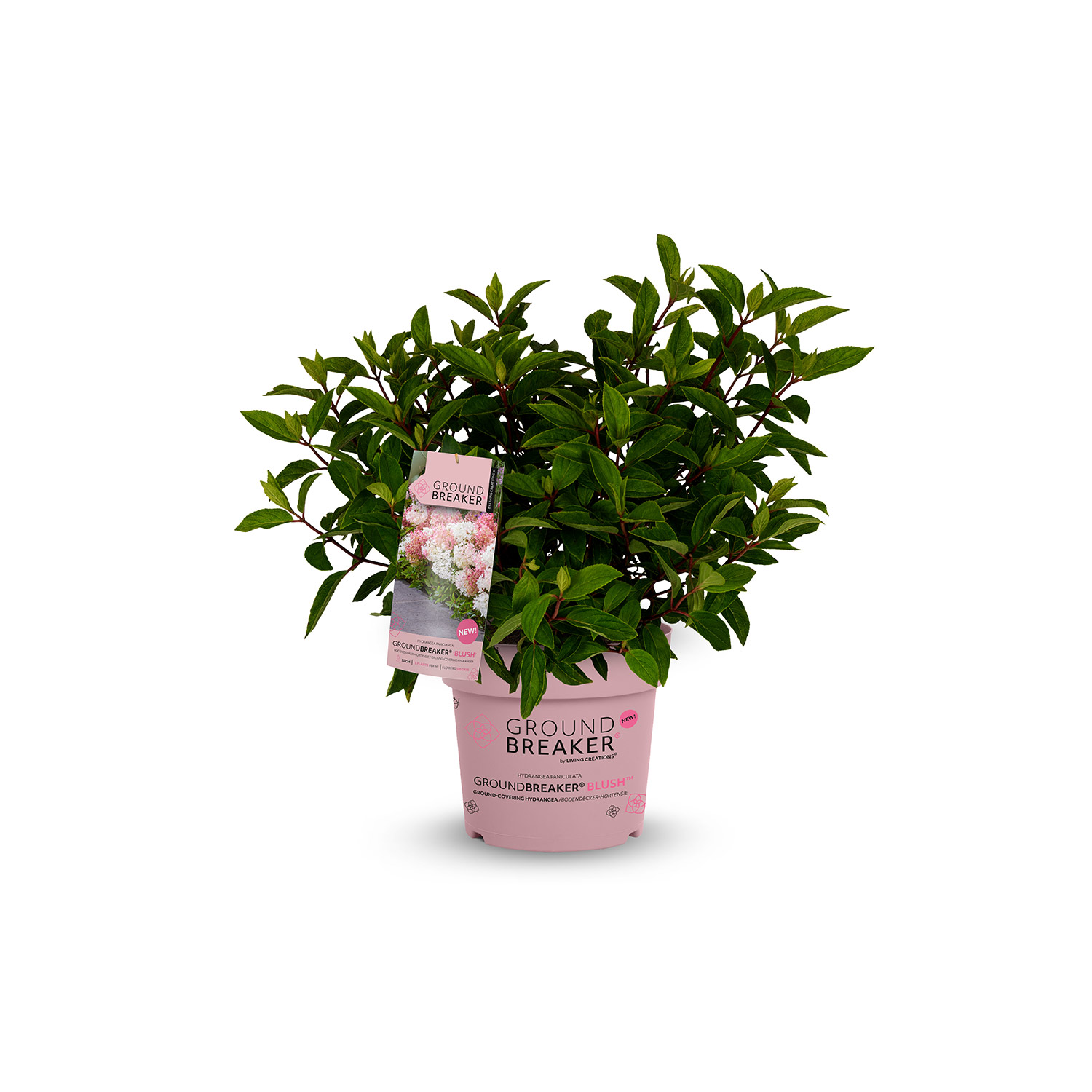 Zwerg-Rispenhortensie 'Groundbreaker'® Blush 1,3 Liter Topf Lieferform: Im 1,3 Liter Topf