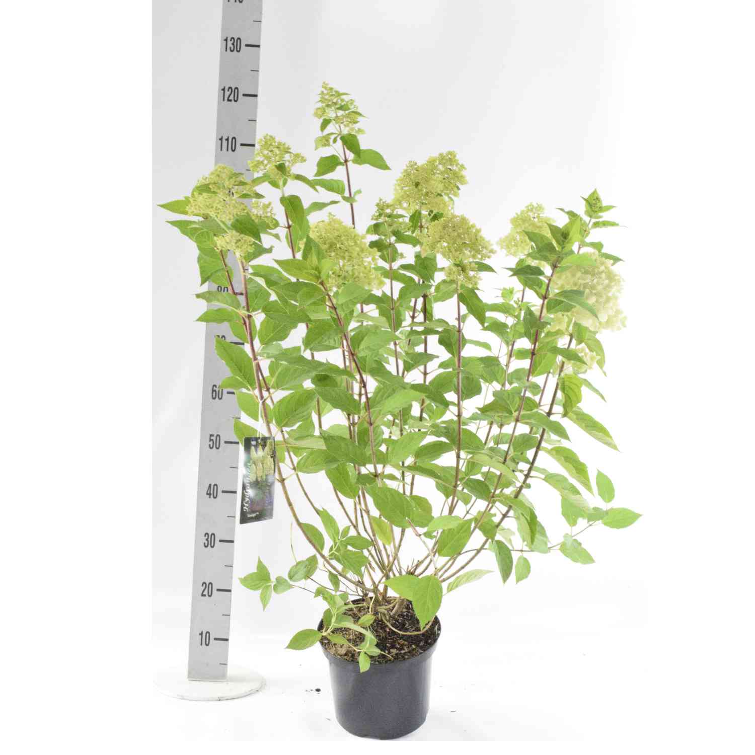 Rispenhortensie 'Limelight' Rispenhortensie 'Limelight'