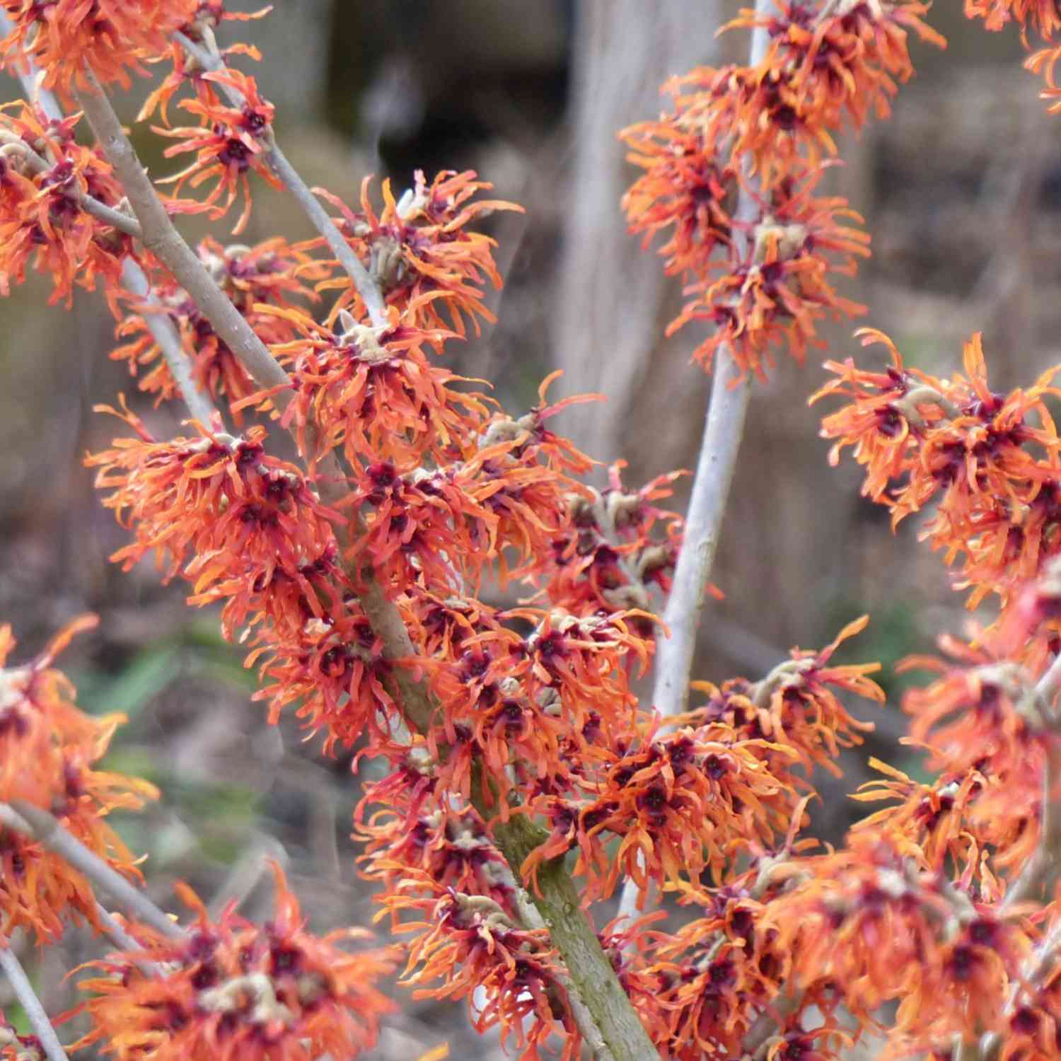 Zaubernuss 'Jelena'